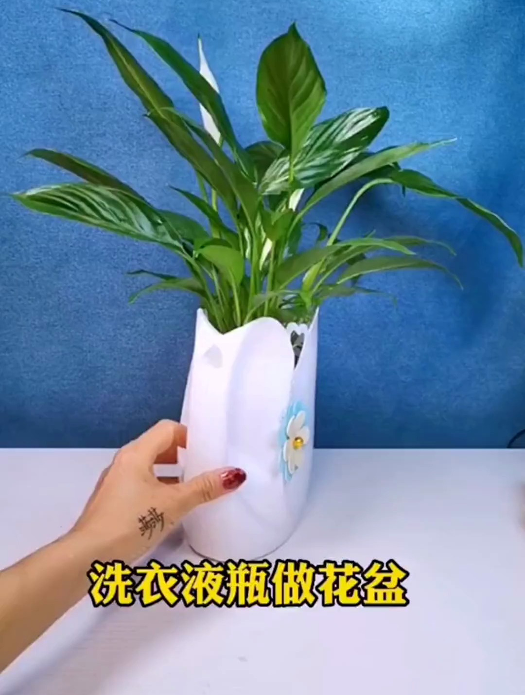 洗衣液瓶做簡易花盆