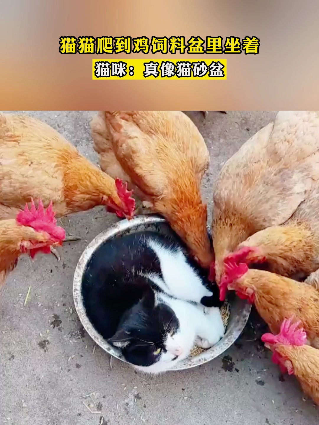 猫猫爬到鸡饲料盆里坐着猫咪真像猫砂盆