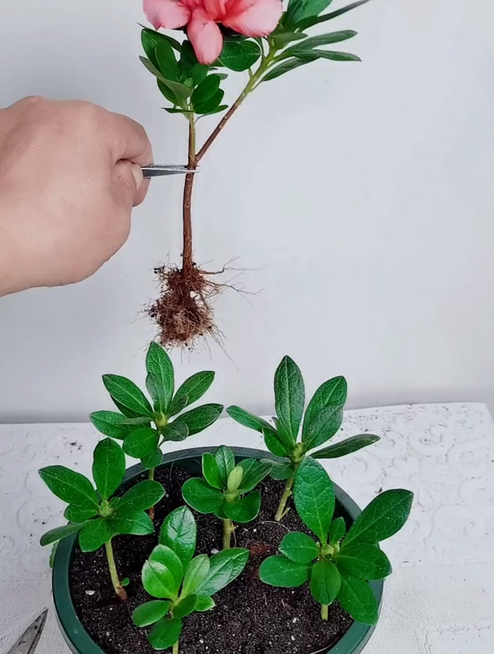 杜鹃花最常见的繁殖方法就是剪枝扦插这样去操作扦插快