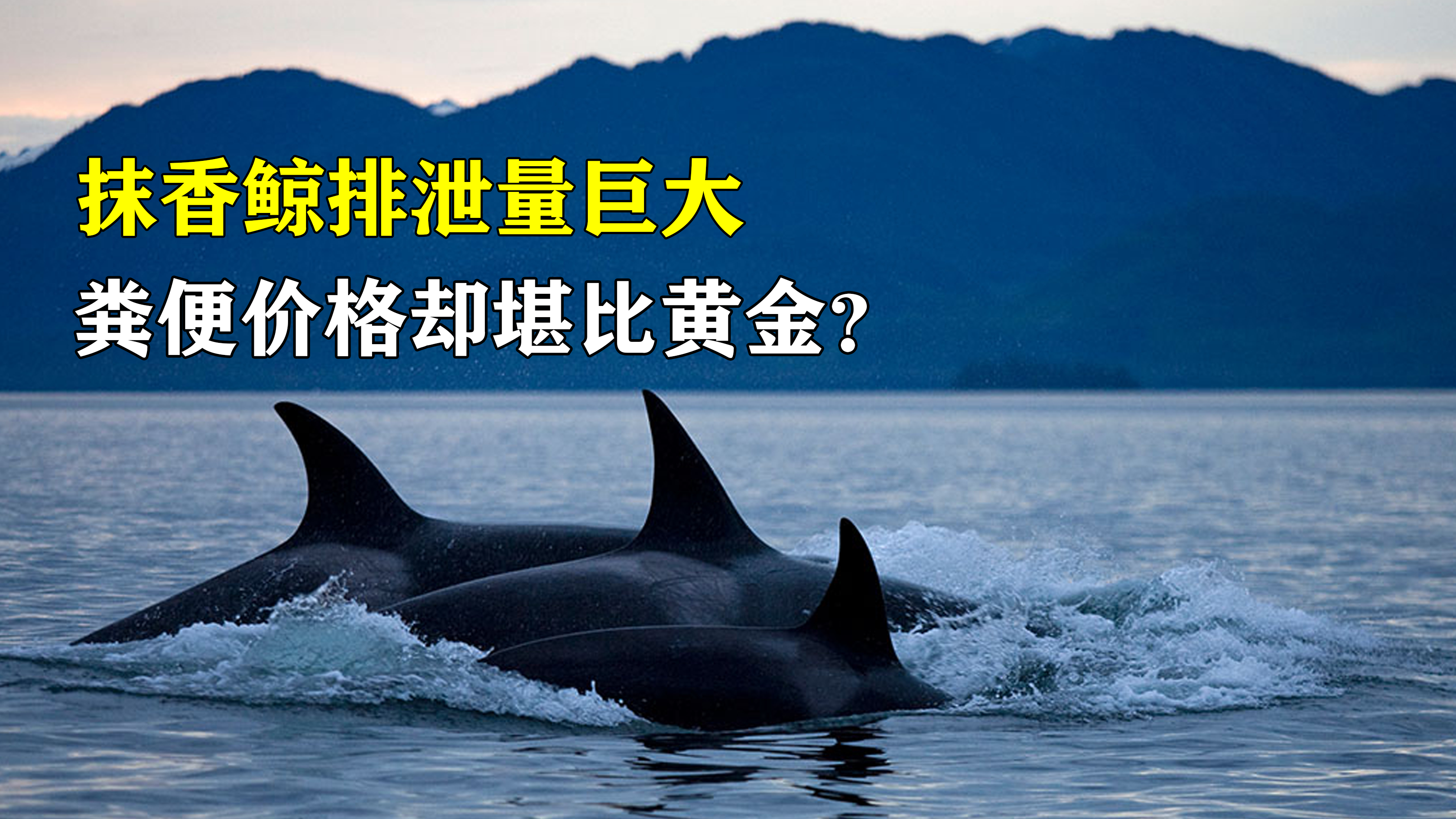 奇特的抹香鲸“粪便”,比金子还值钱?它究竟有什么神奇之处?