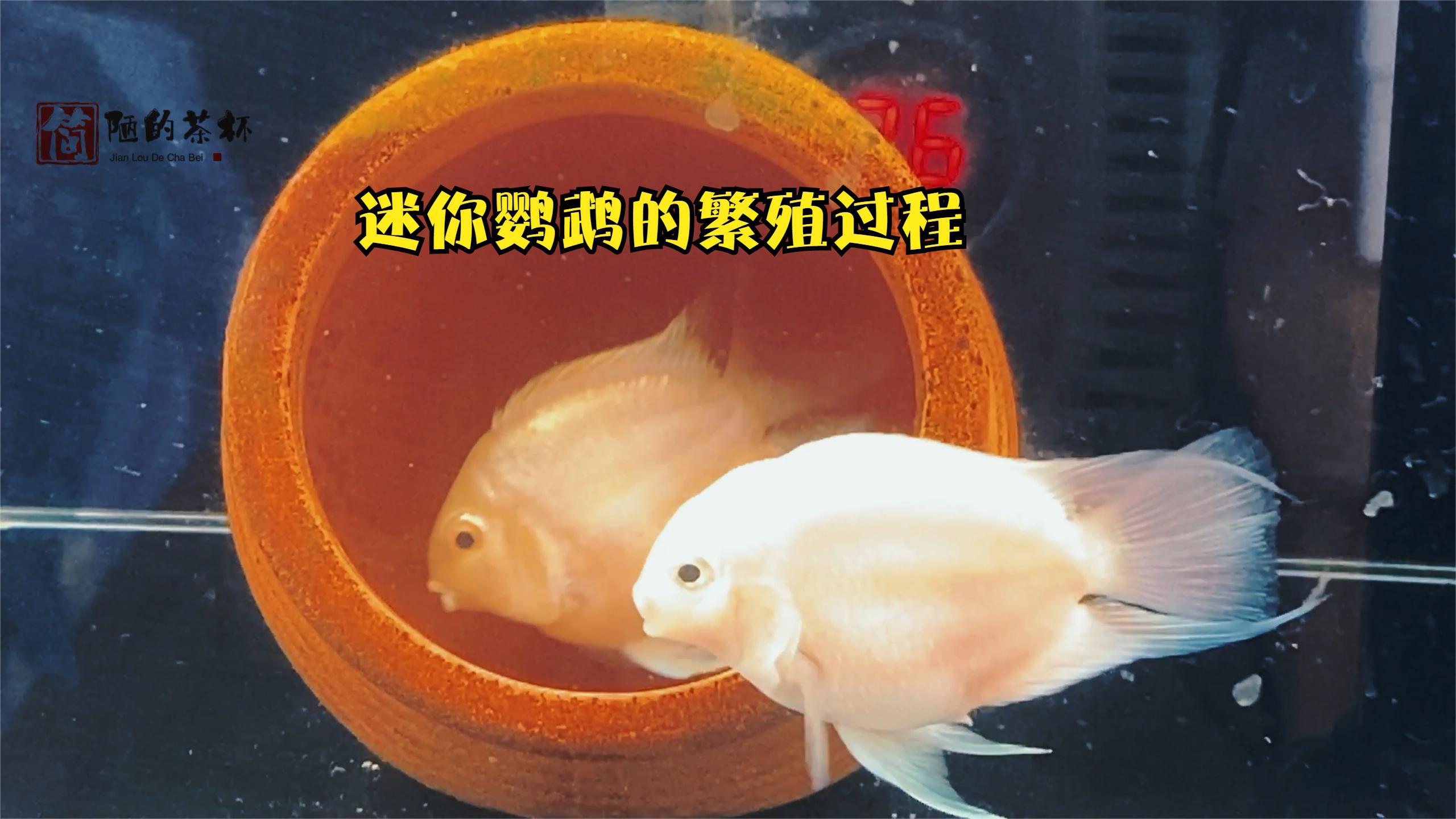 迷你鹦鹉的繁殖过程