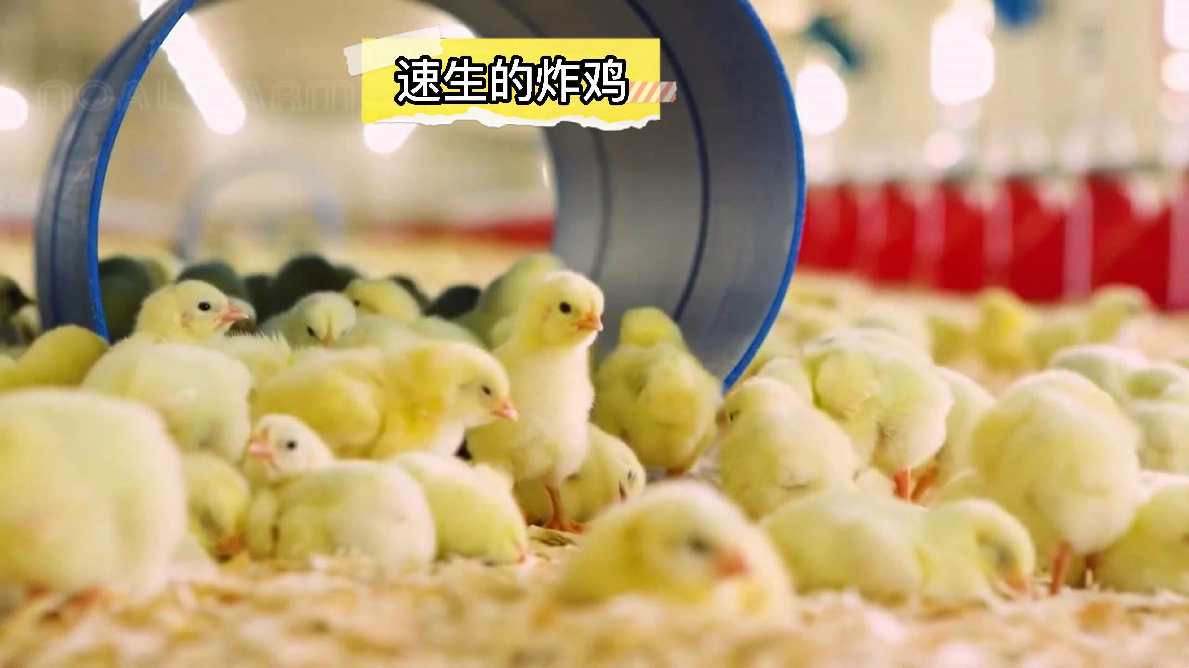 28天的速生鸡,你敢吃吗?