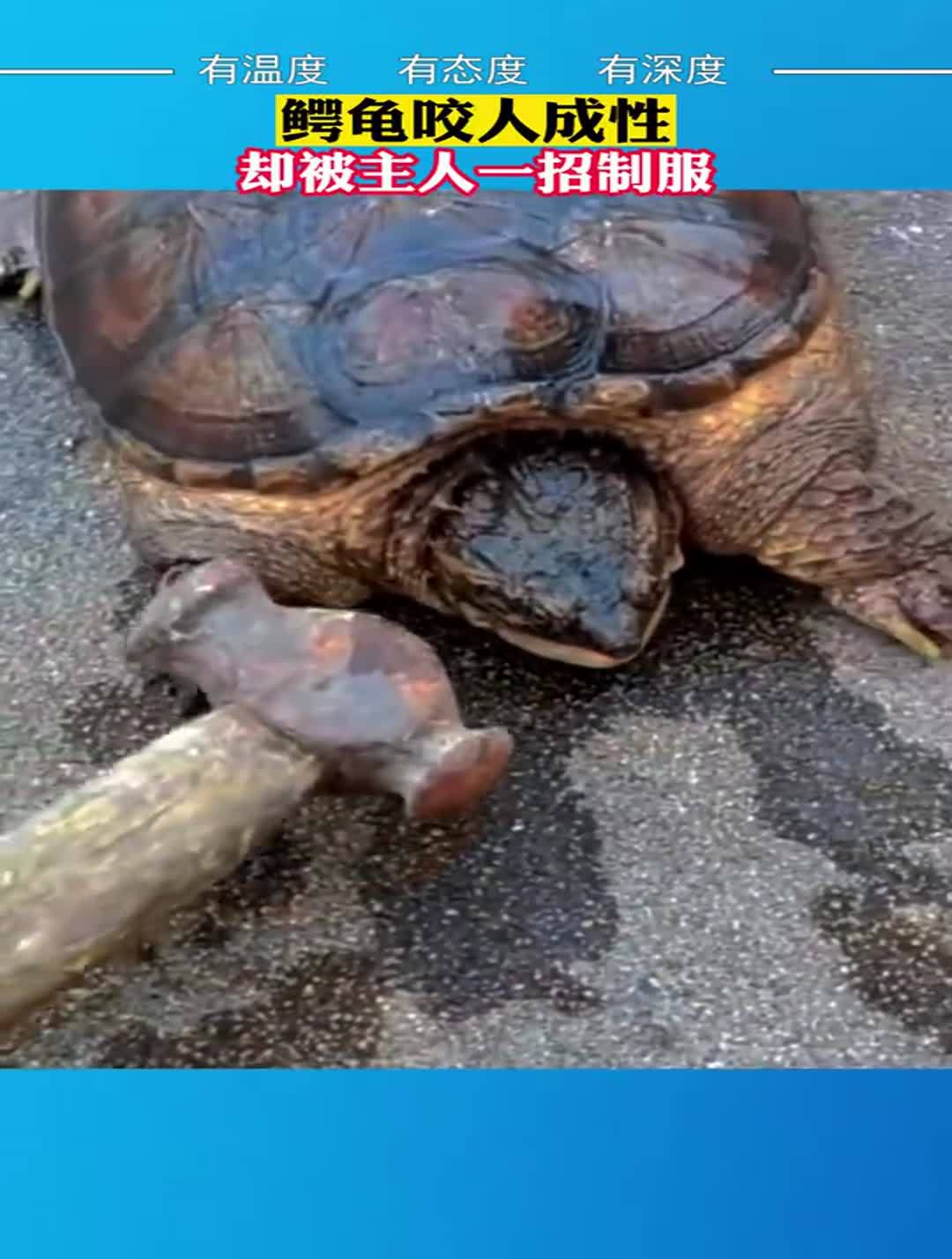 鳄龟的图片咬人图片