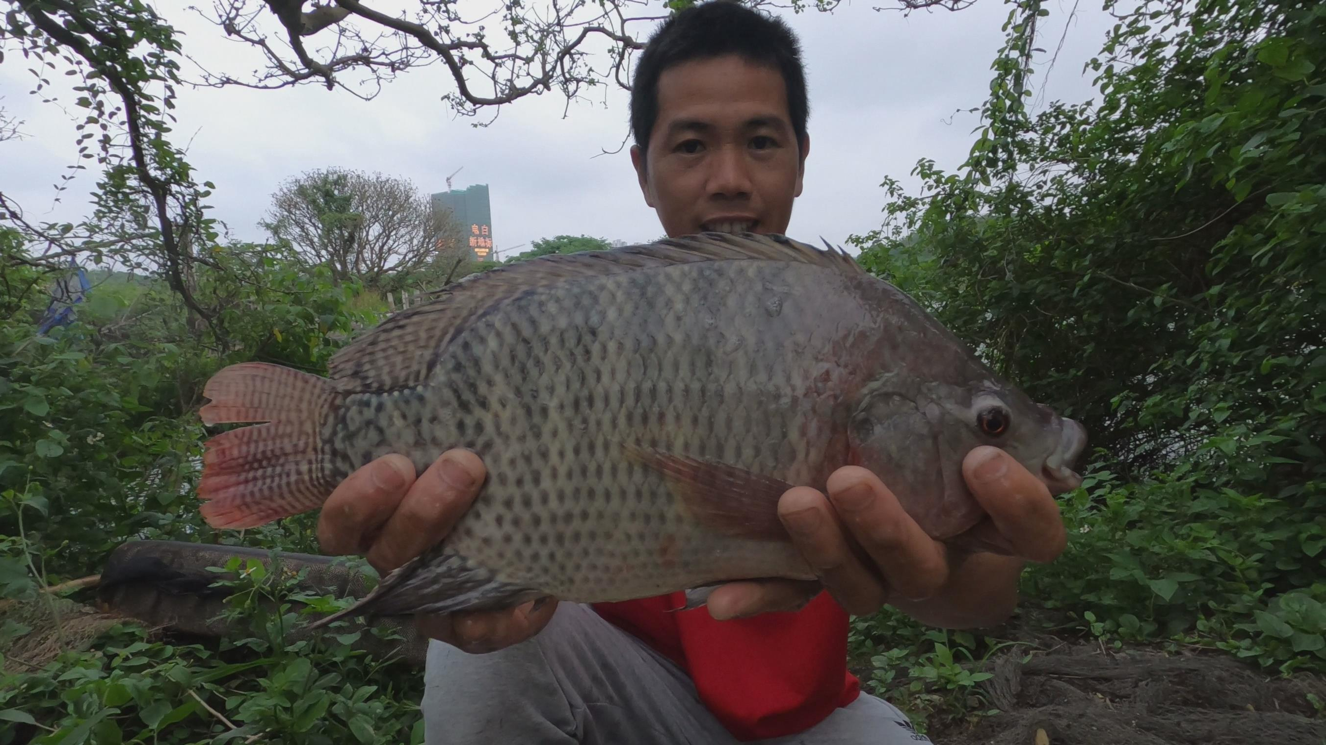小池在放荒鱼塘撒网,抓到一条巨无霸的罗非鱼王,一共抓到20多斤