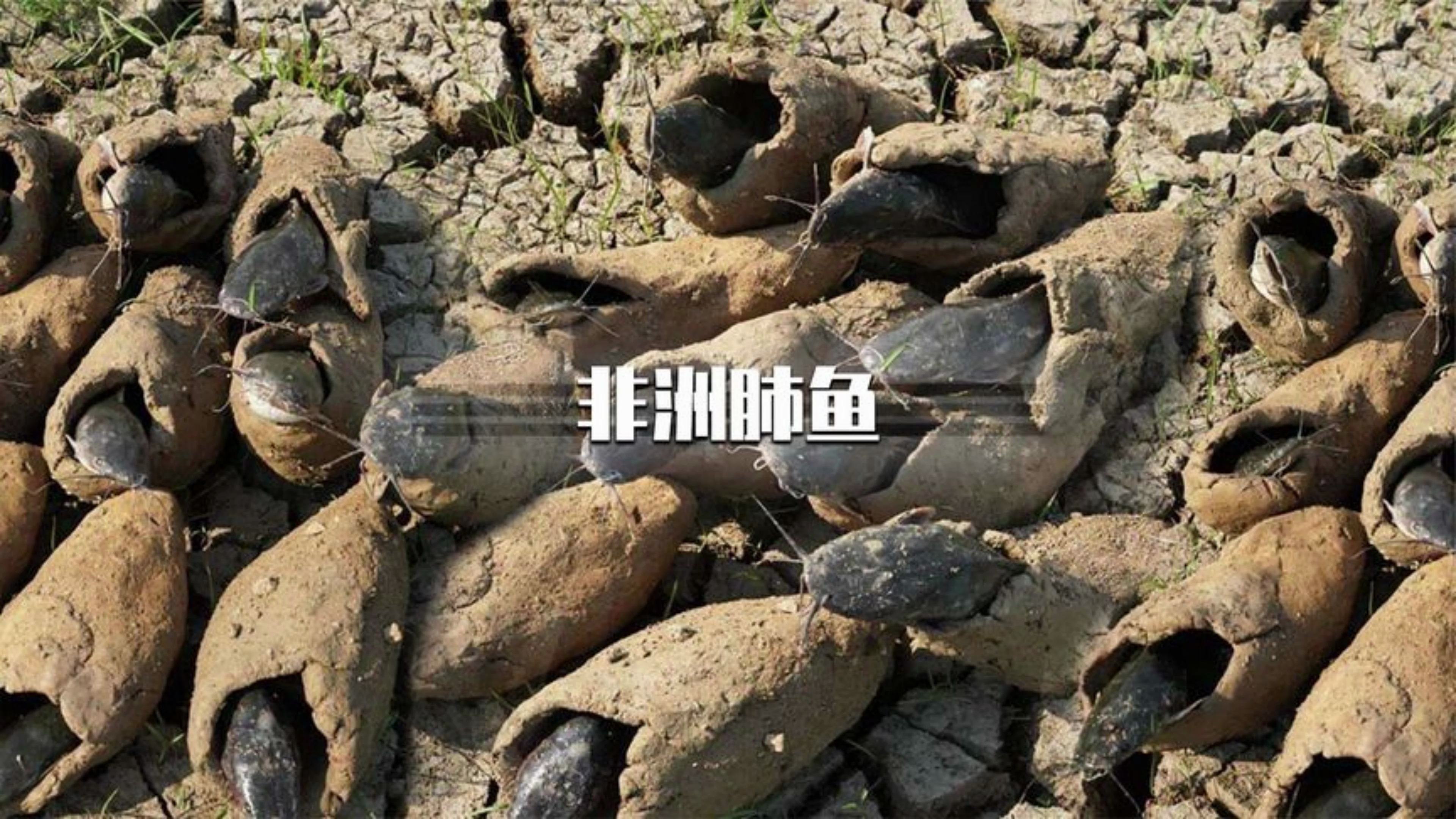 非洲肺鱼到底有多神奇?就算没有水也能活5年!