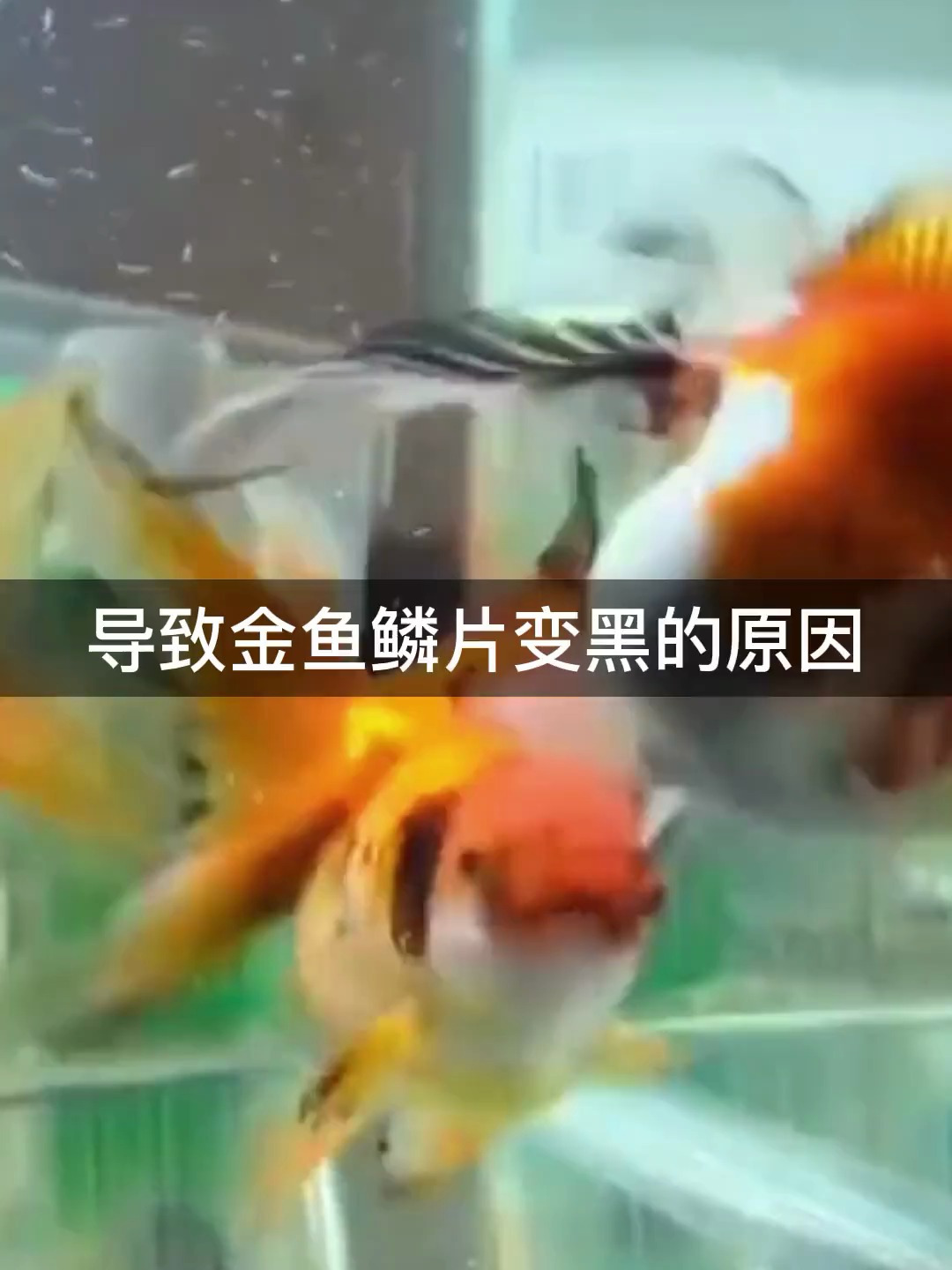 你养的金鱼是否出现鱼鳞变黑的情况 如有出现 那可要注意了