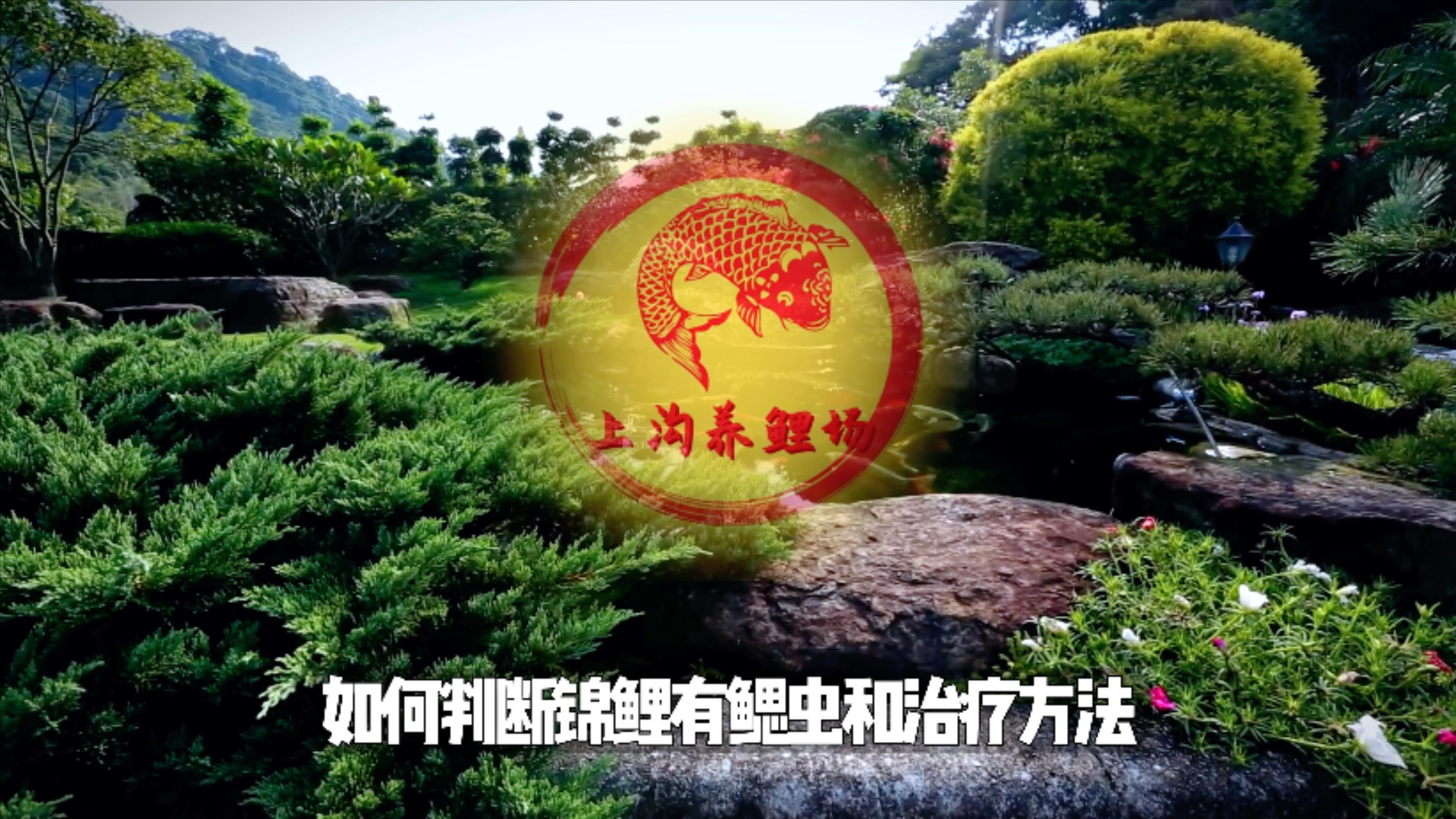 怀疑锦鲤有鳃虫的鱼友看此视频!教你如何判断锦鲤鳃虫和治疗方法