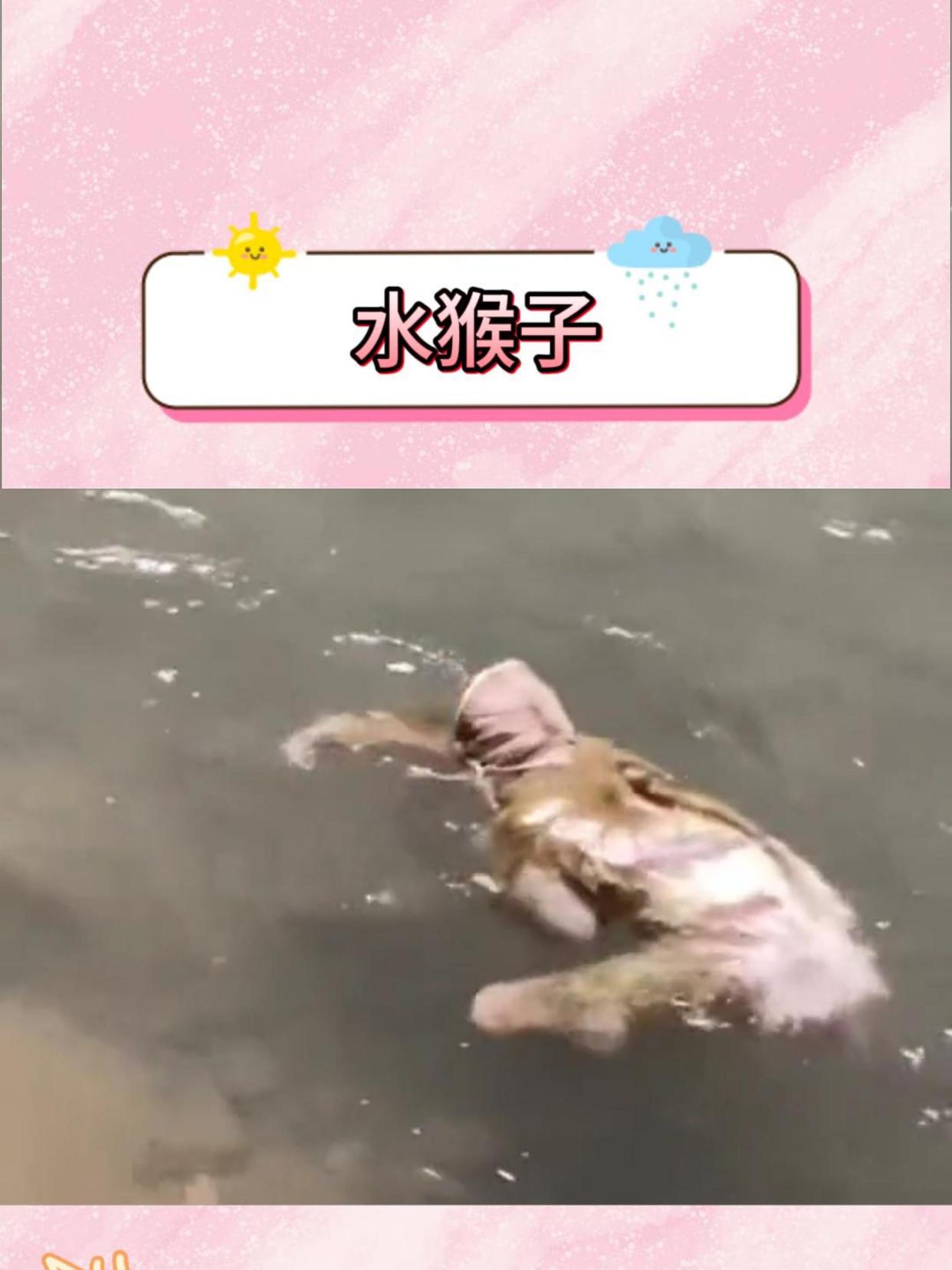 这就是传说中可以拖人下水的水猴子吗