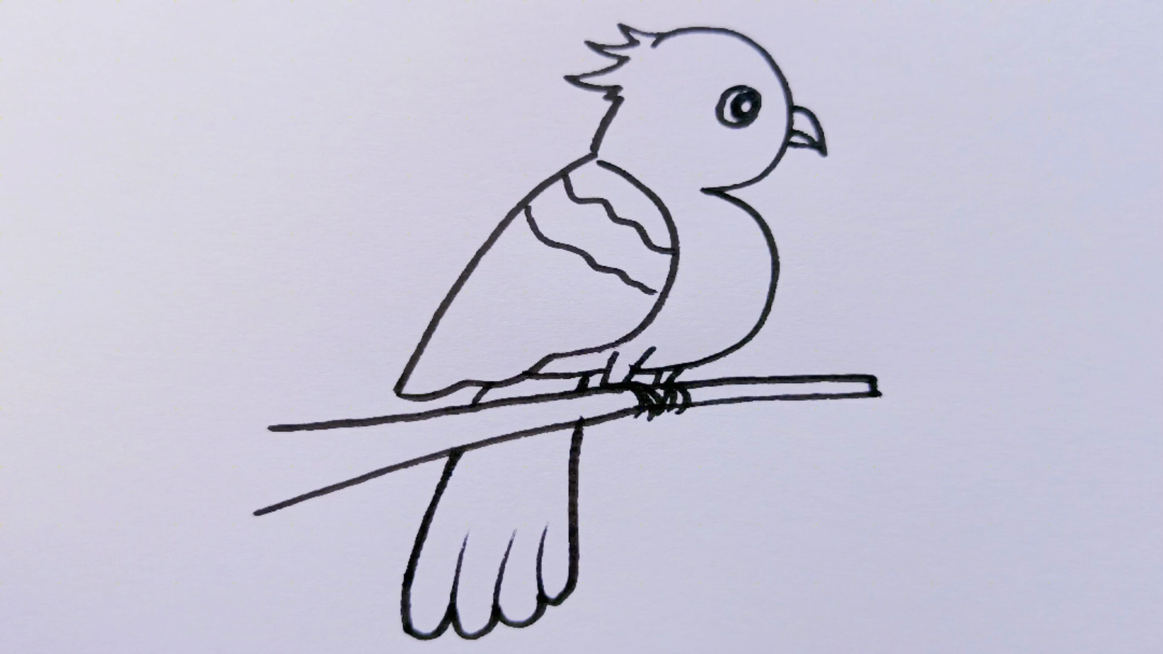 小鸟简笔画,简单易学
