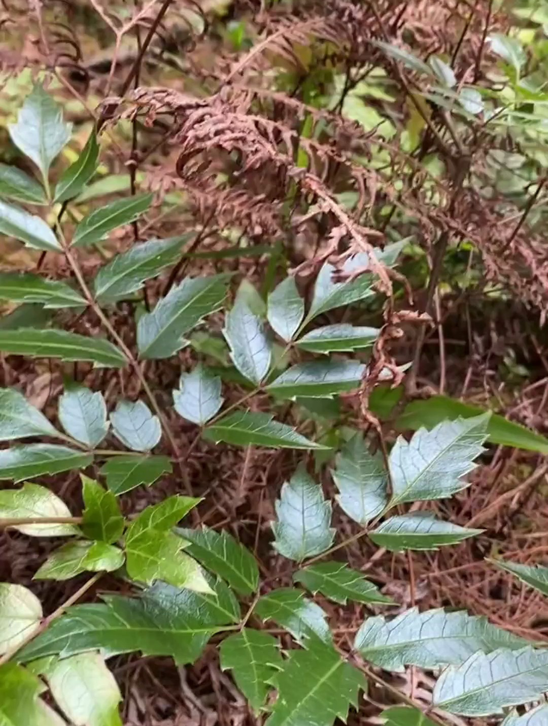 藤婆茶藤茶样子图片图片