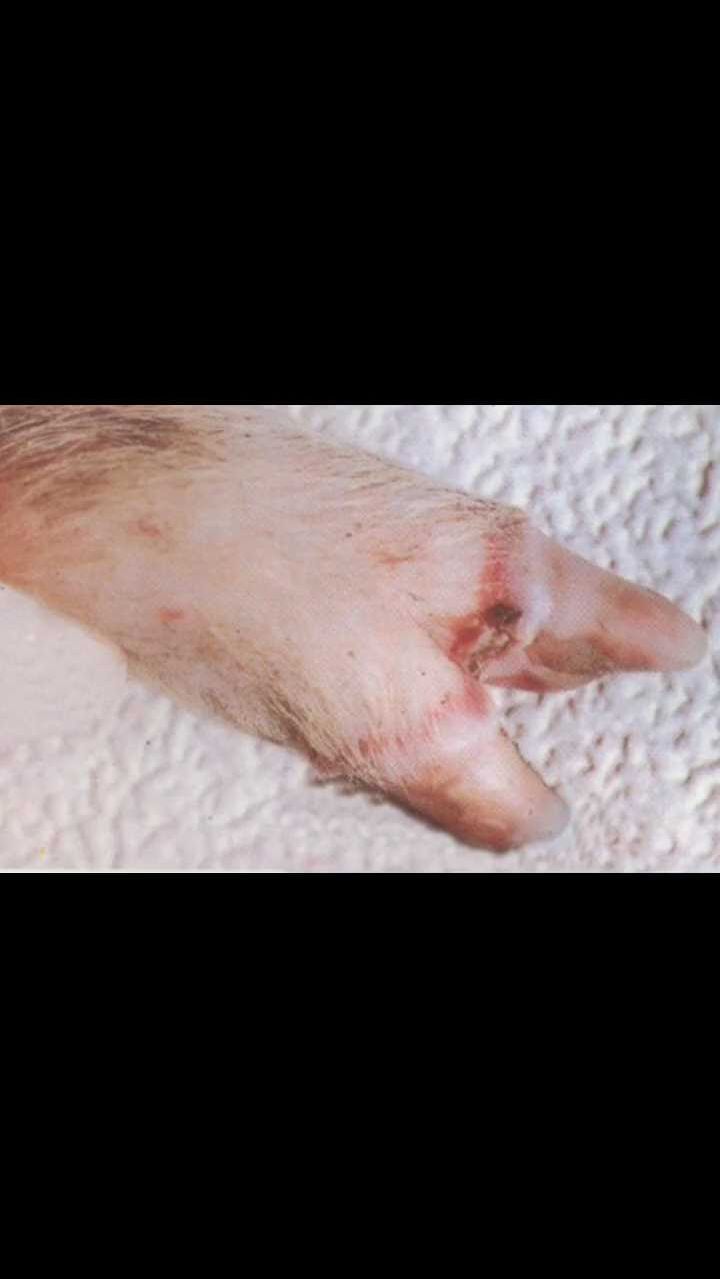 猪蹄子的问题多,水泡溃烂教你一招解决