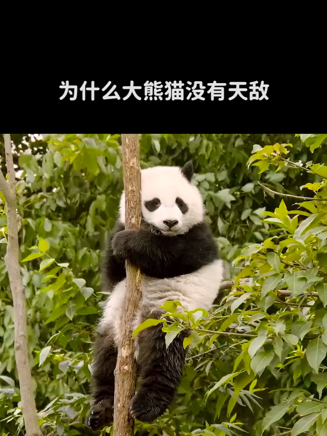 为什么大熊猫没有天敌却还会成为濒危动物?