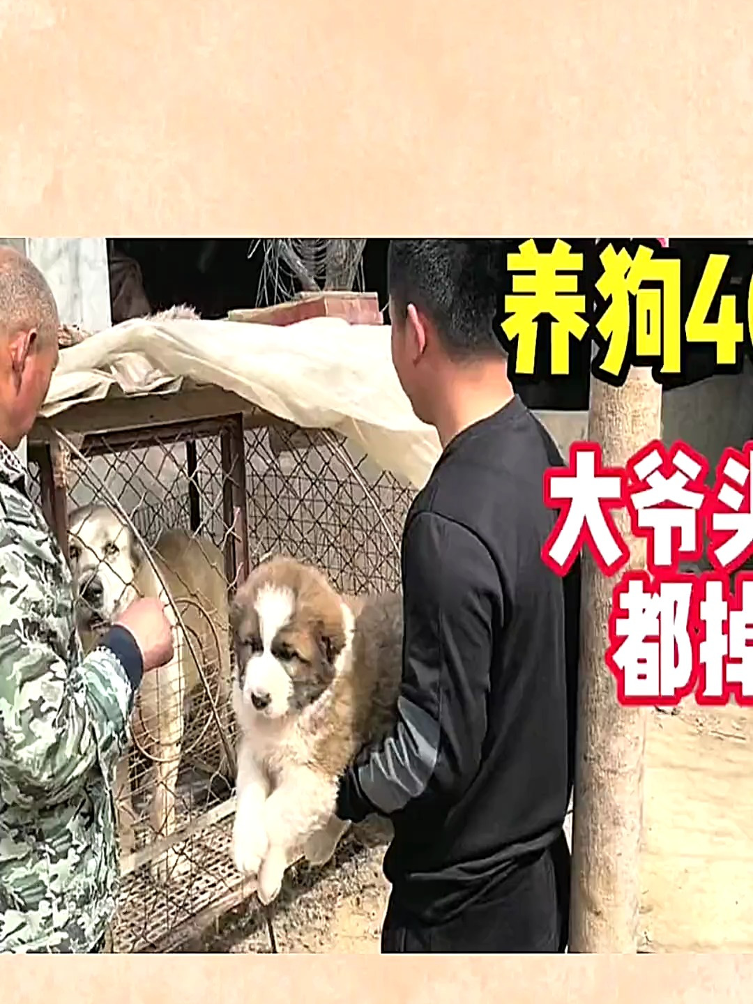 农村大叔养狗40年头发都掉光上百条大型猛犬没想到年收入百万