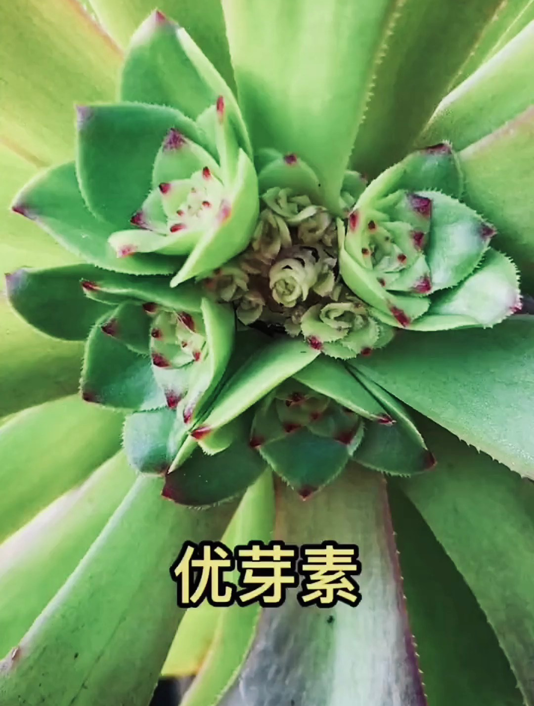 优芽素可以很好的促进芽点分化