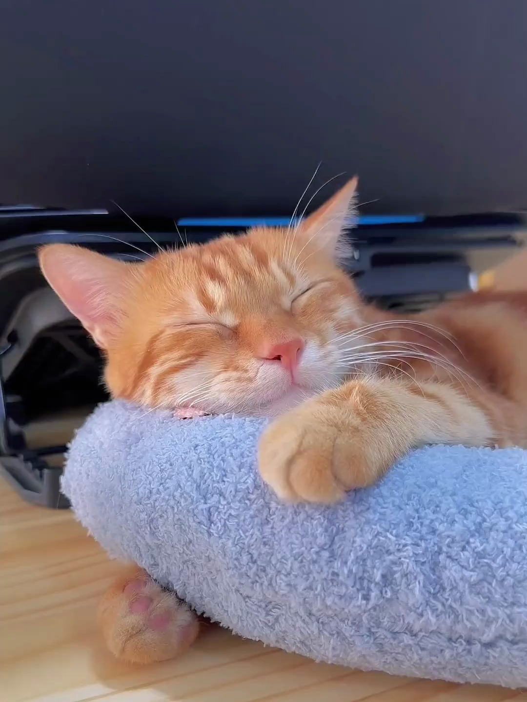 睡得好香的可爱猫