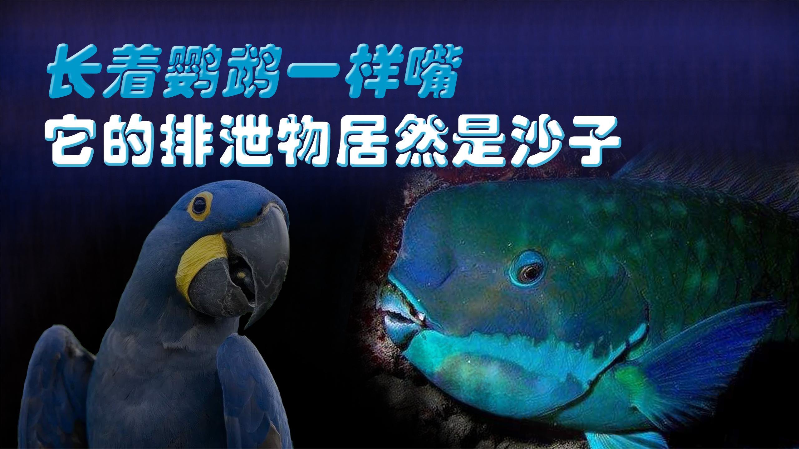 你见过嘴巴像鹦鹉一样的鱼吗?他们的排泄物居然是沙子