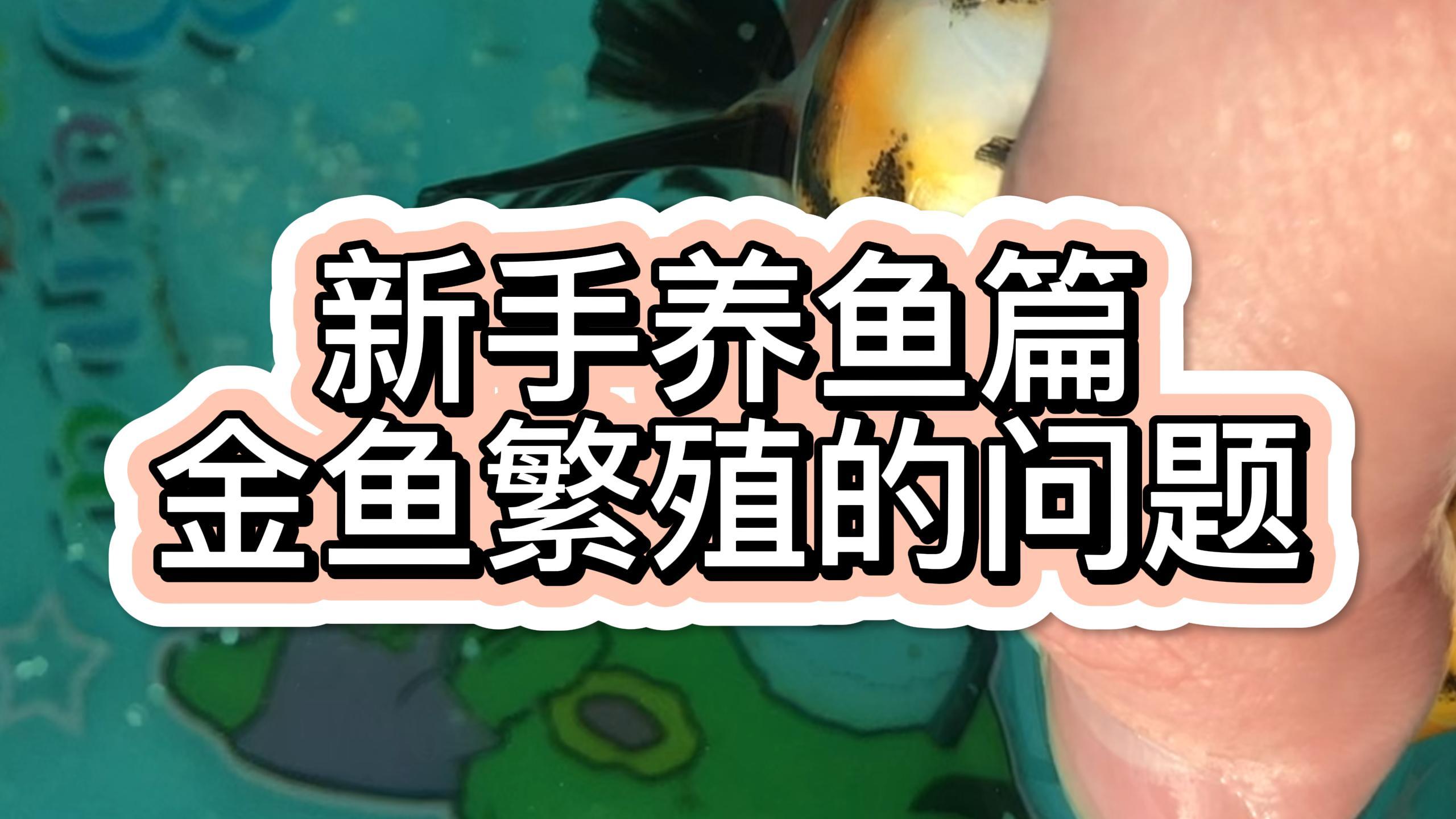 新手养鱼篇:金鱼繁殖的问题,一只母鱼能产多少卵?人工繁殖受精