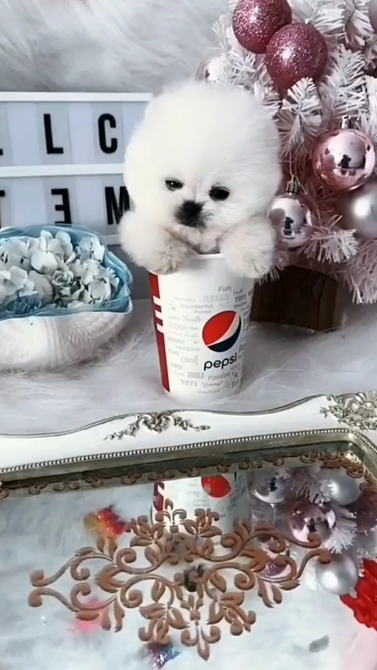 呆萌可爱的茶杯犬你喜欢吗