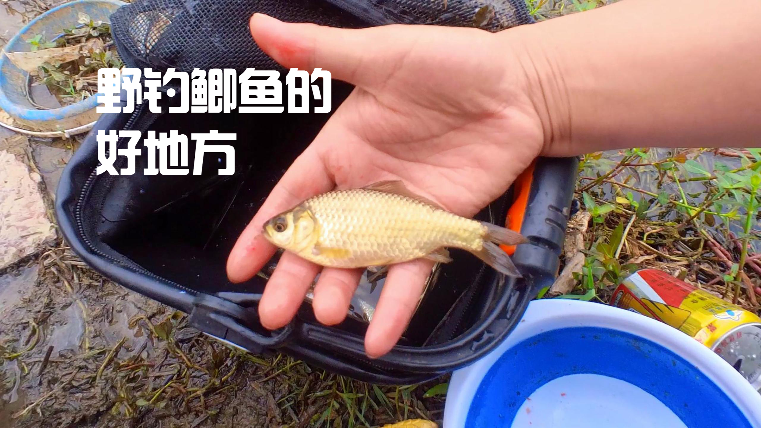 分享一个钓点,位于贵州清镇市沙子摊,这里的鲫鱼金黄色的很漂亮