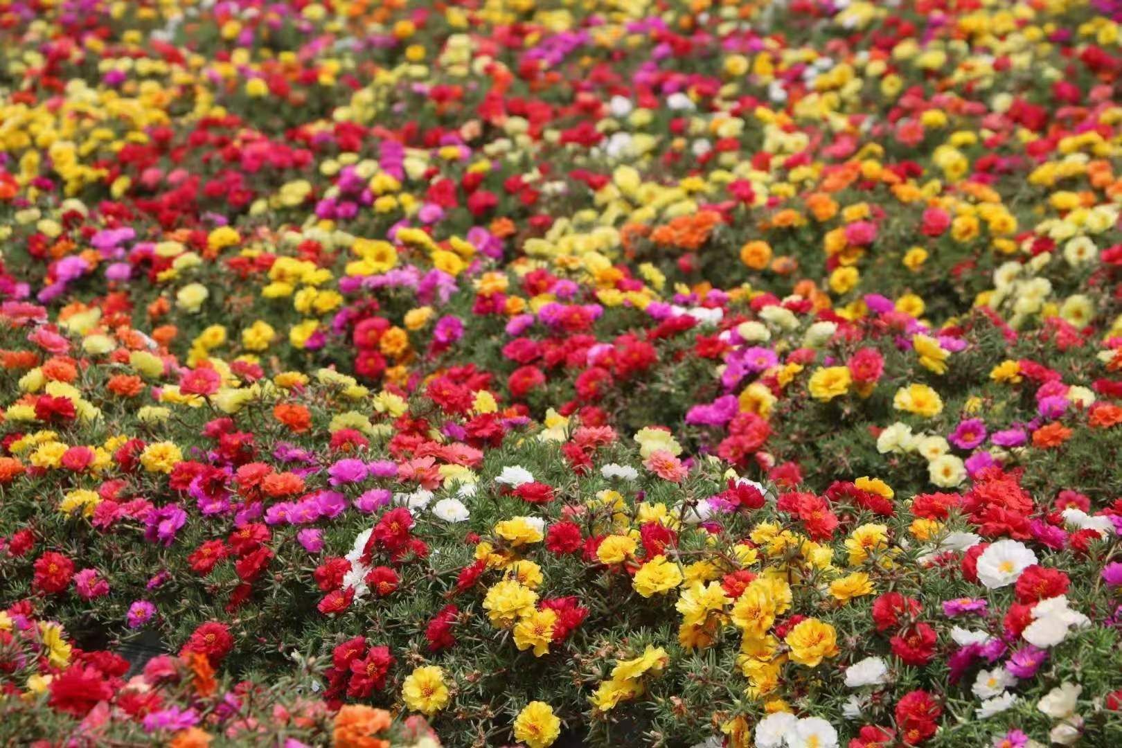 太阳花又名松叶牡丹