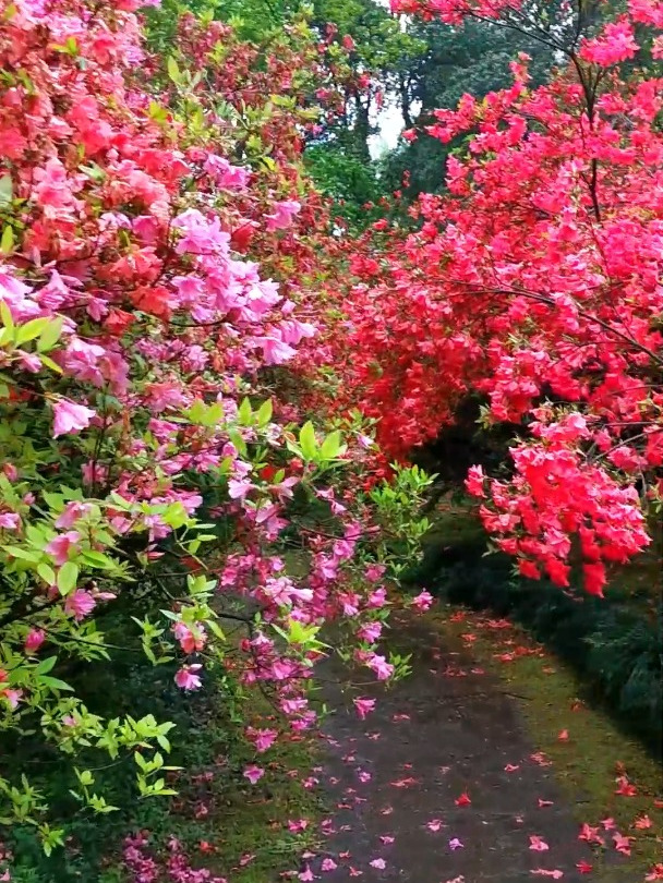 杭州赏花,植物园杜鹃花盛放中