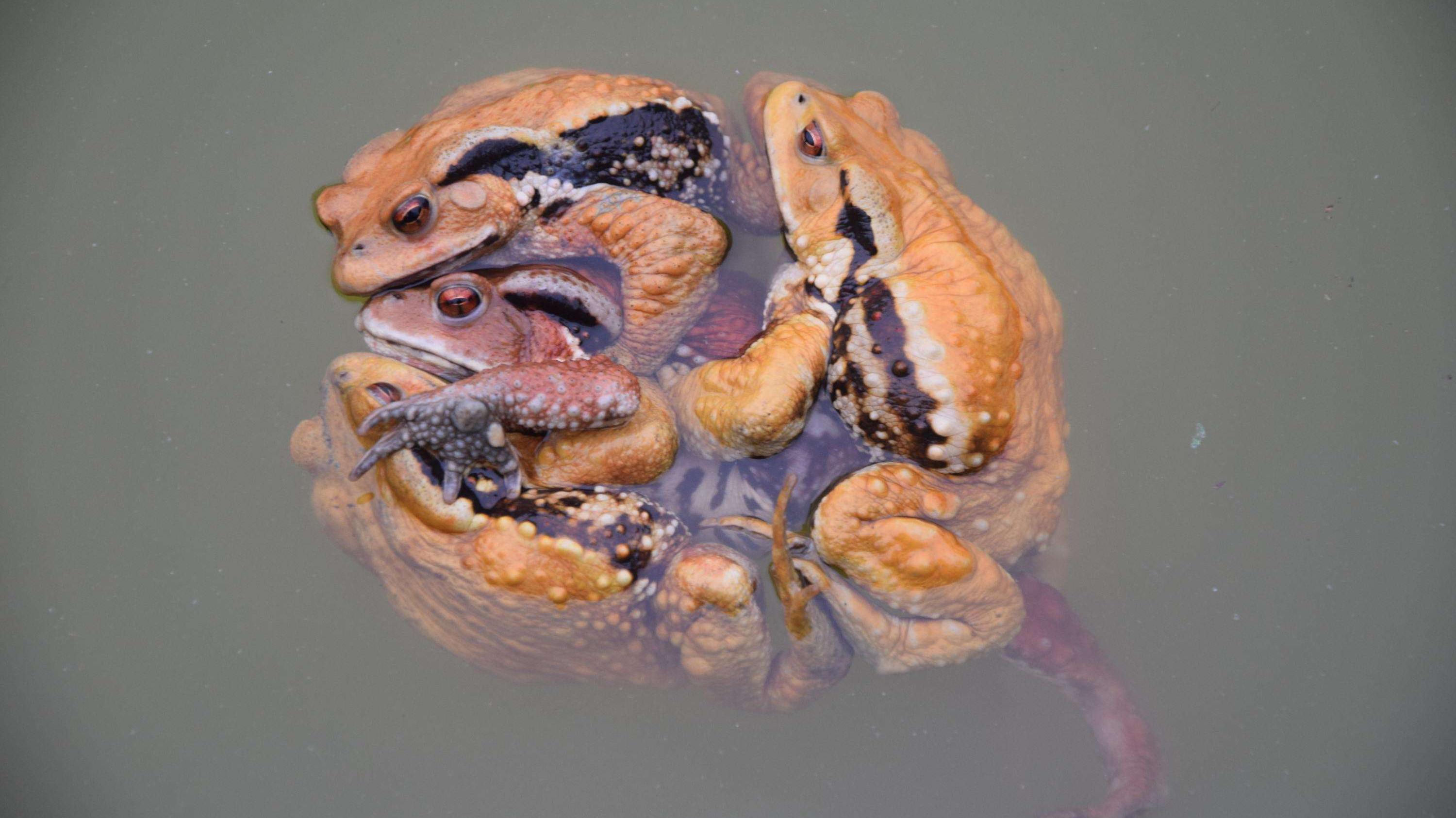 “金蟾抱鲤”预示着啥?为何蛤蟆要抱住鲤鱼眼睛,原因太奇葩了!