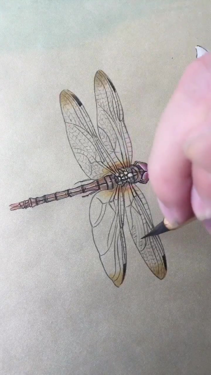 书画艺术欣赏:我的工笔蜻蜓