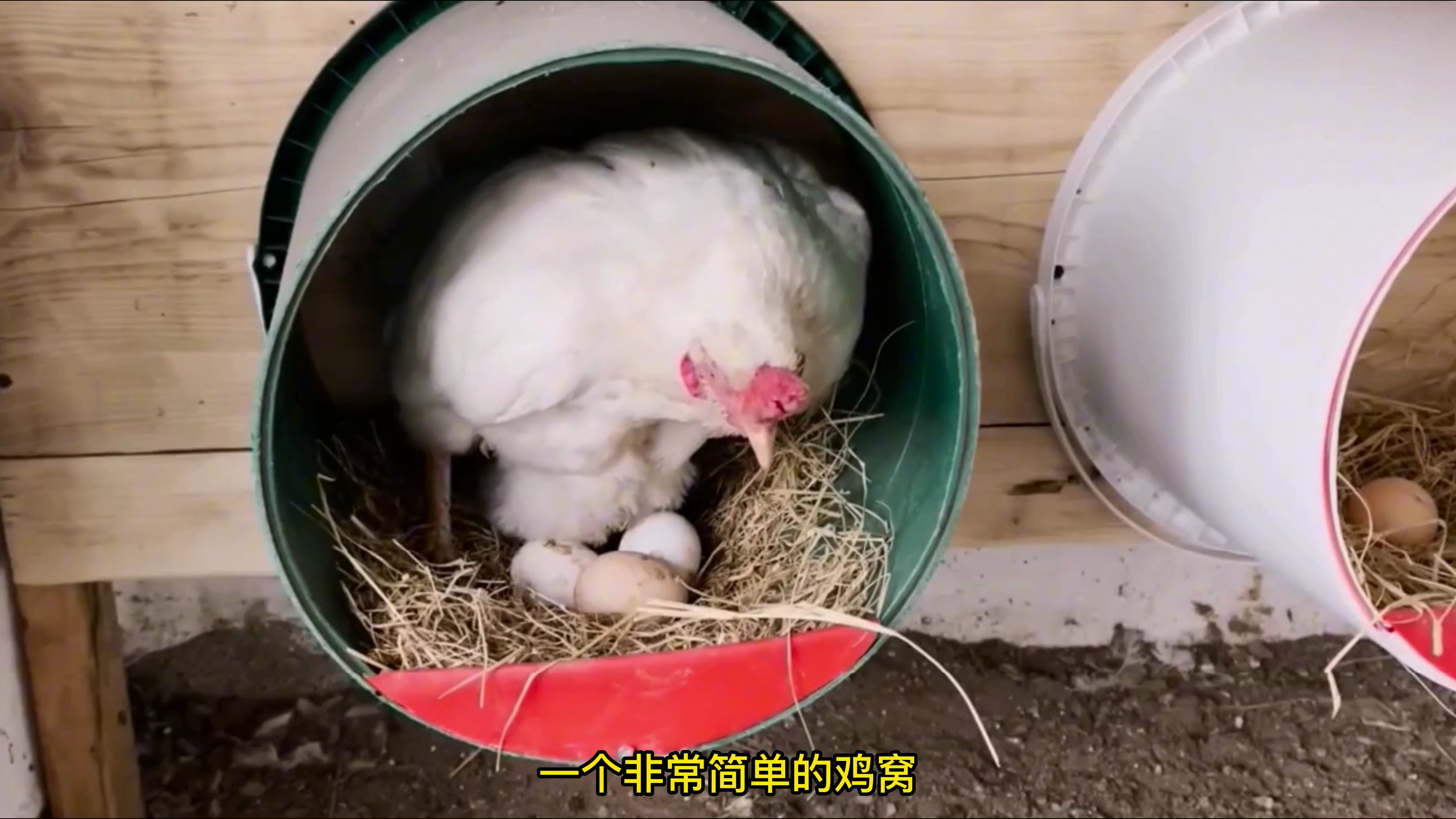 家里有废桶,就可以给家里的母鸡制作个鸡窝,喜欢的看看吧