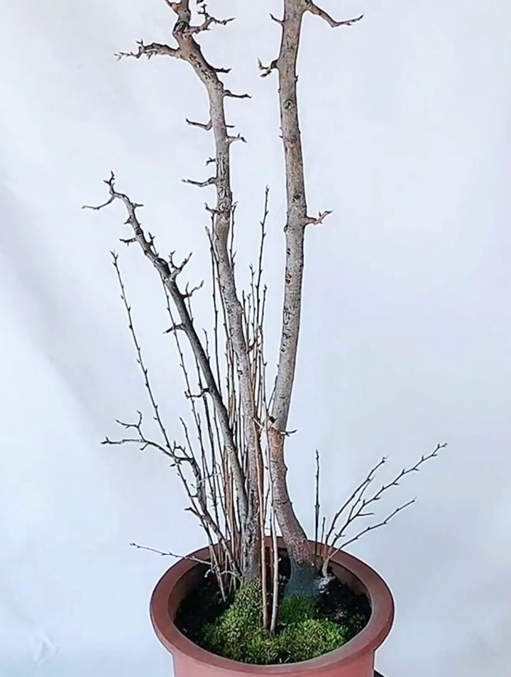 培育四年的老鸦柿"开盲盒了,一个丛林生苗做出来"价值翻倍"-度小视