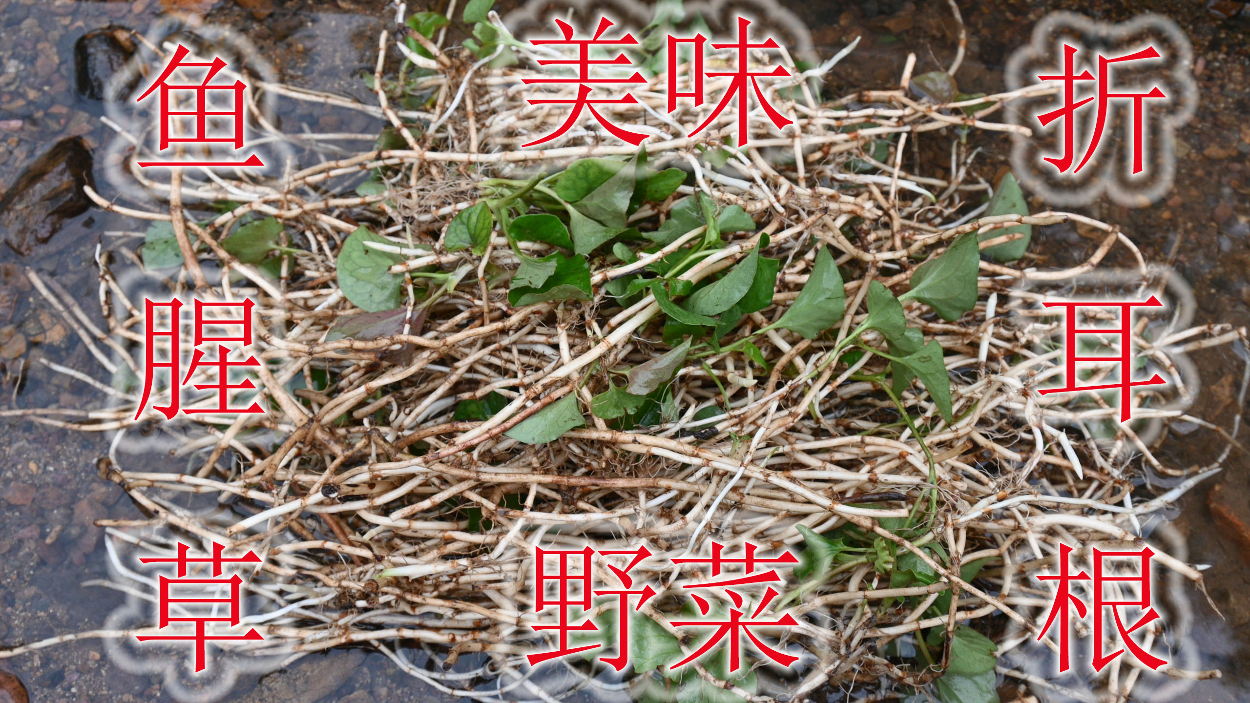 香气独特的野菜“鱼腥草”,生活中用处很多,不可错过的美味食材