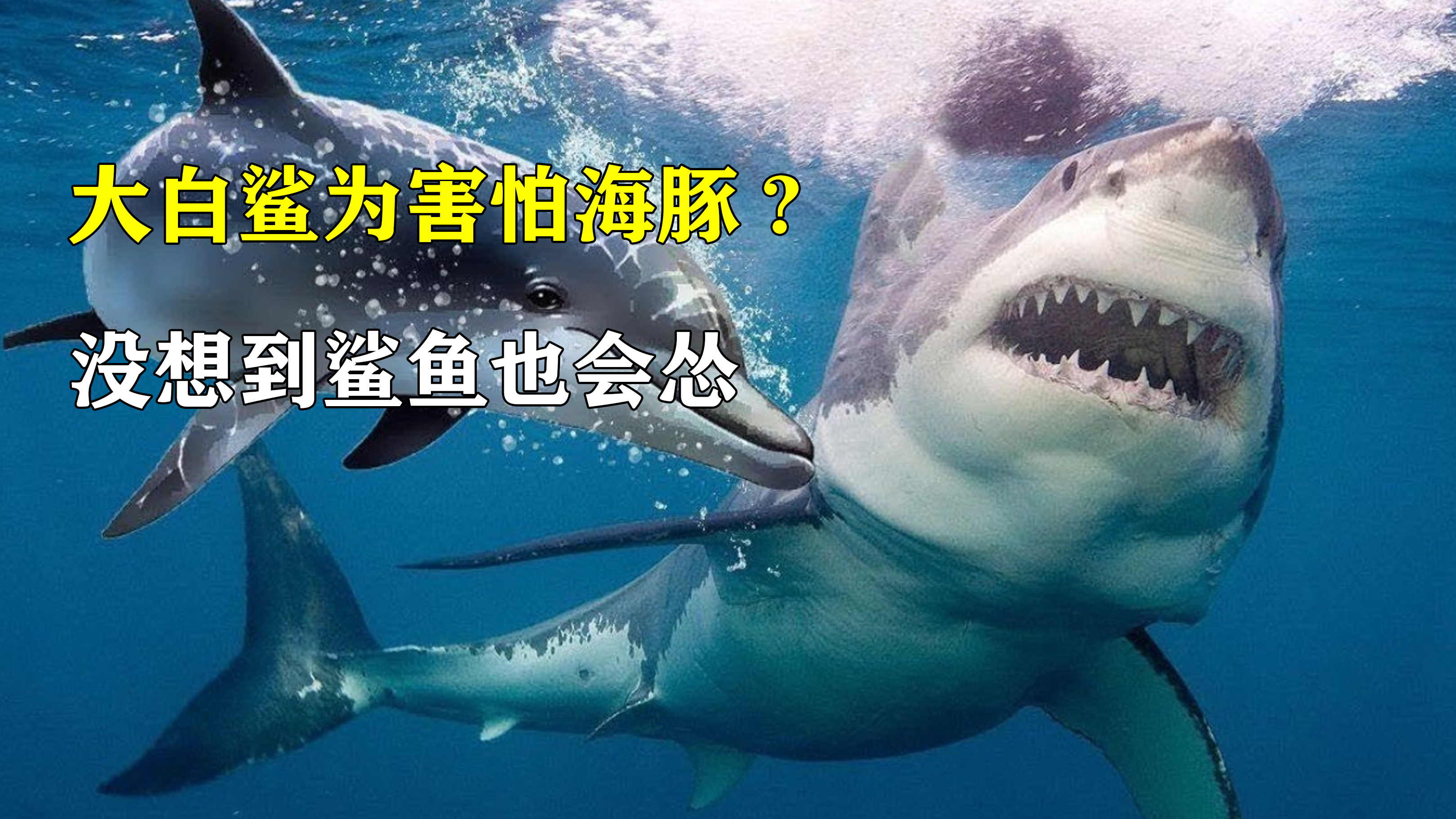 海中的霸主大白鲨,最大克星竟然是海豚?是因为打不过吗?
