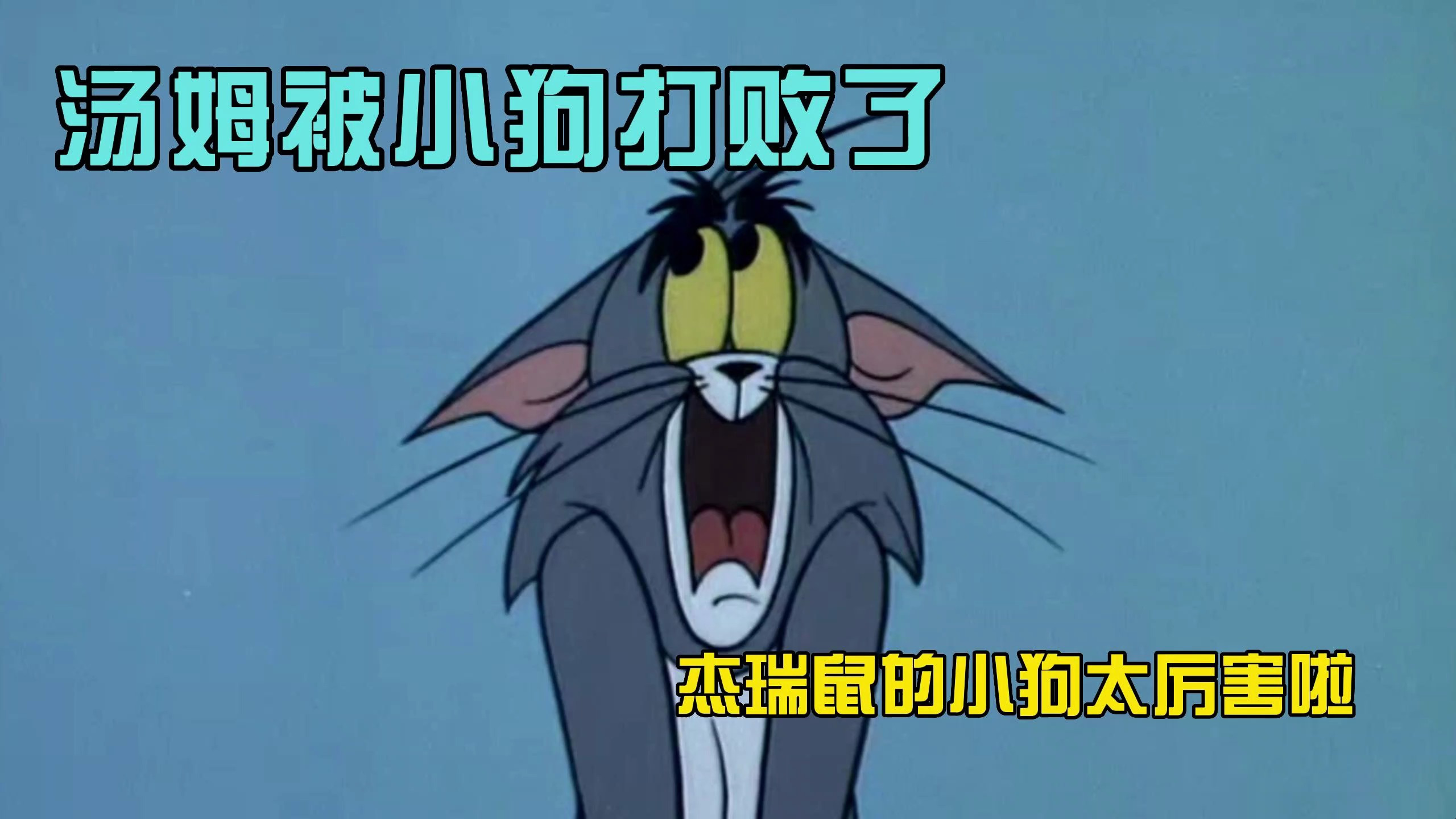 猫和老鼠:杰瑞鼠的小狗太厉害了,就连汤姆都被打败啦