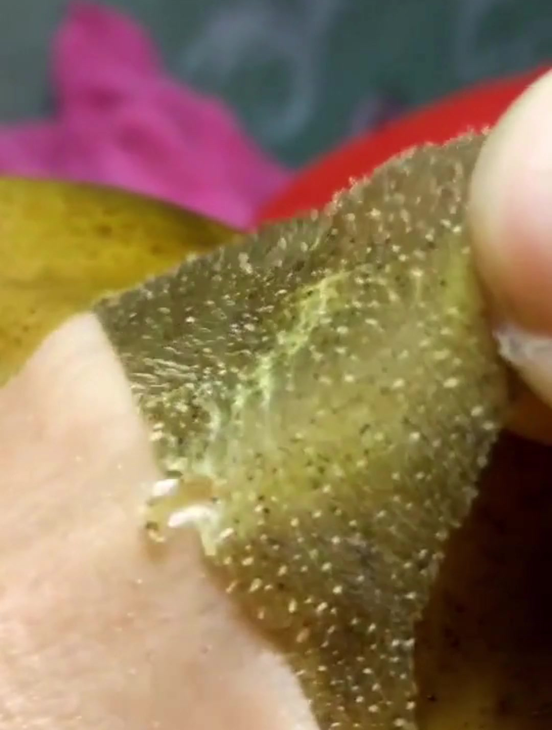 痘痘黑头粉刺拜拜,太解压了吸黑头鼻膜贴粘出了好多大