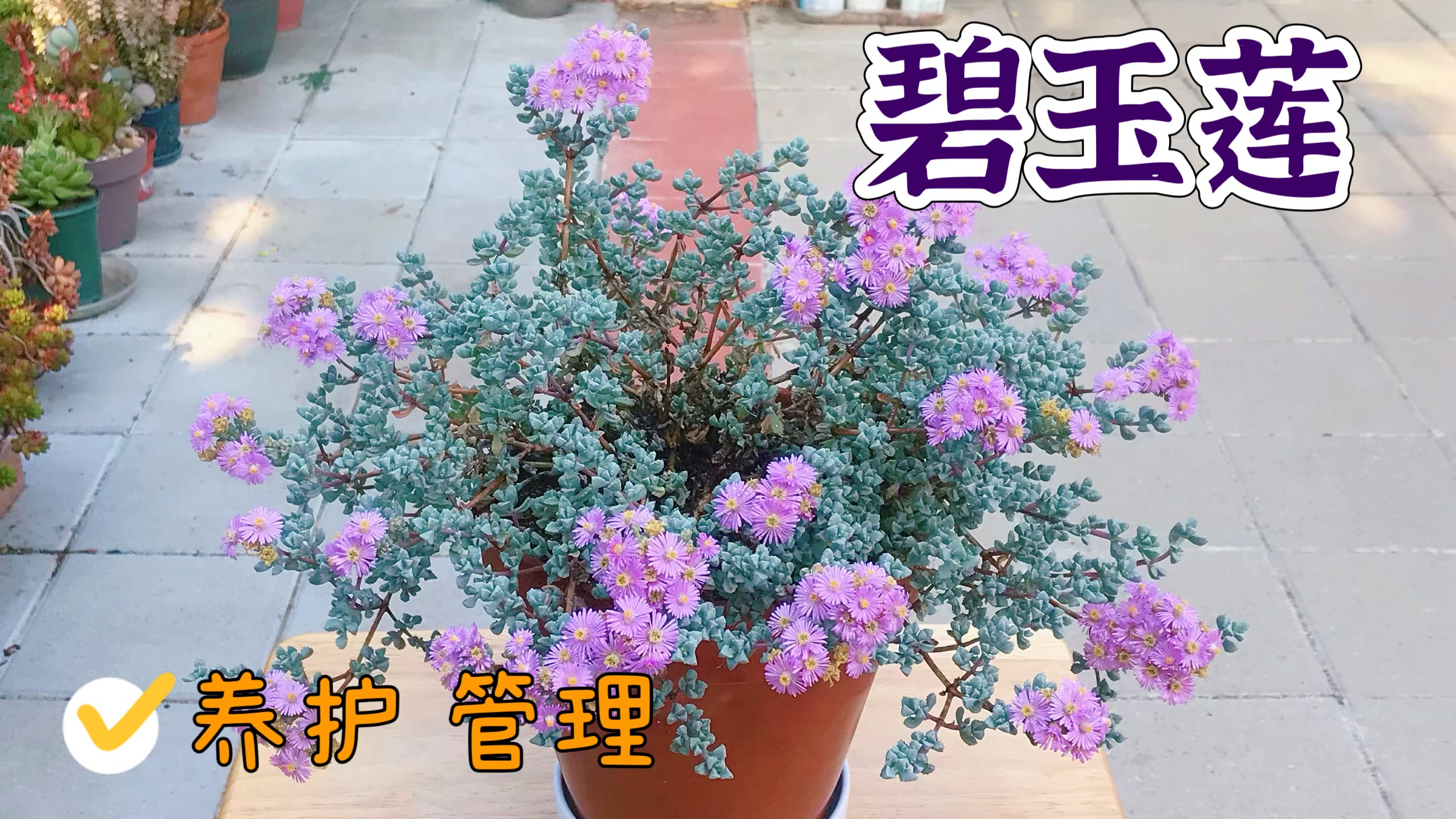 碧玉莲 多肉植物 开花 养护管理 注意事项