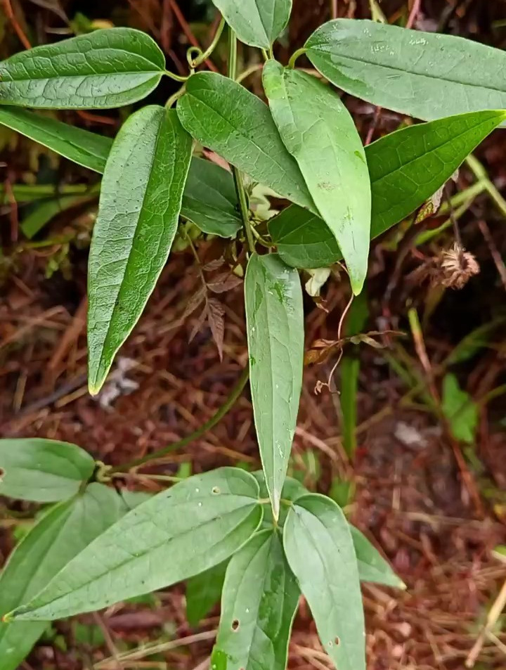 野生中草药-山木通,一起来了解一下吧