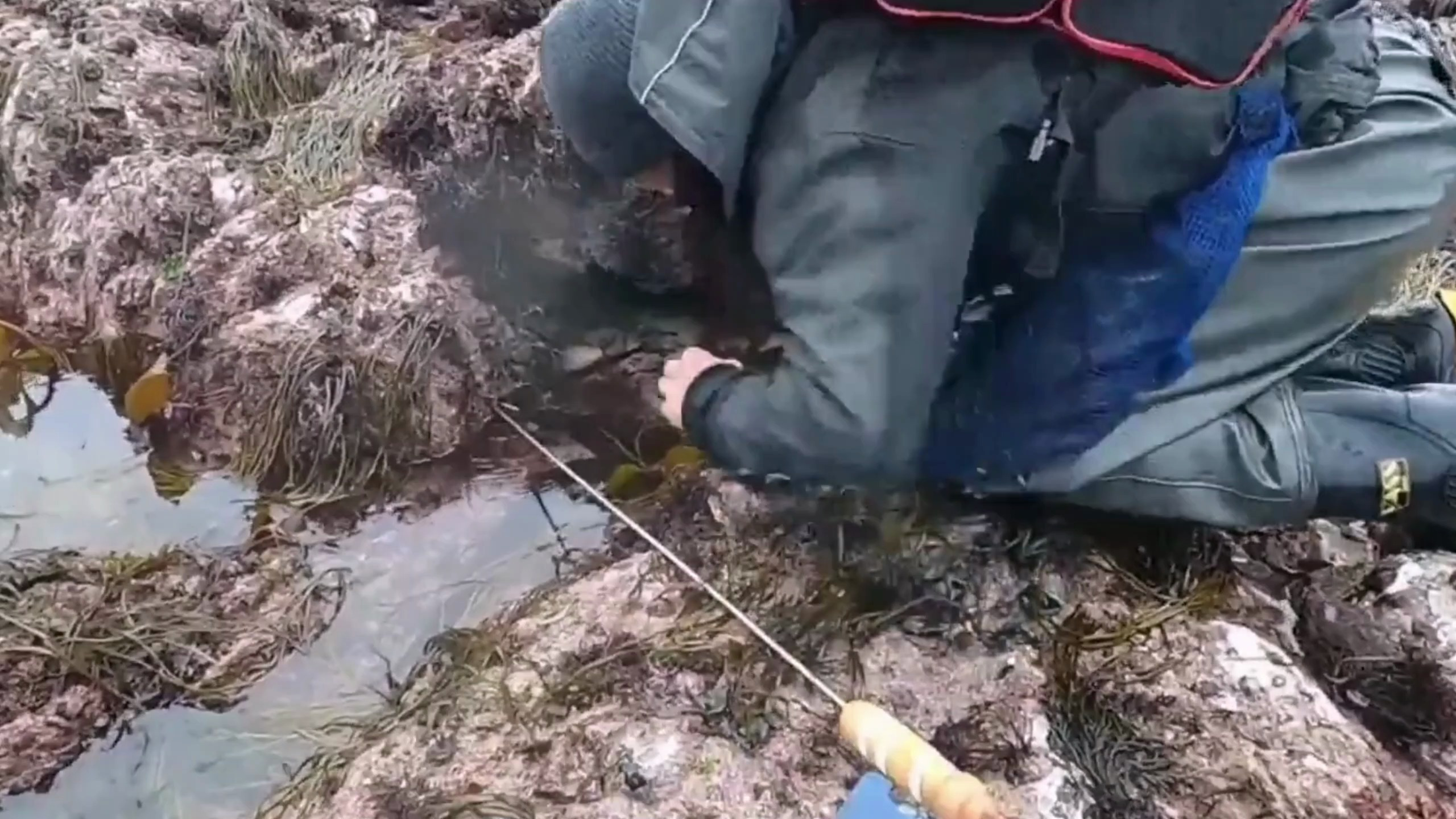 新西兰赶海达人,在人烟稀少的岩石区里抓龙虾,很多只稀有蓝龙虾