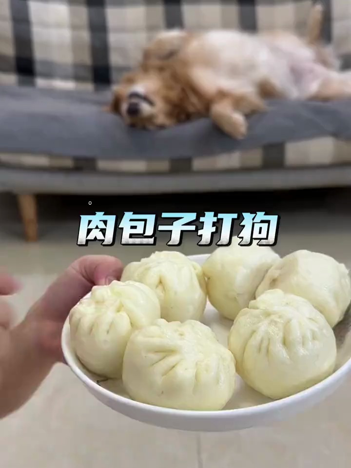 肉包子打狗,果然有去无回 萌宠出道计划 金毛 我的狗子