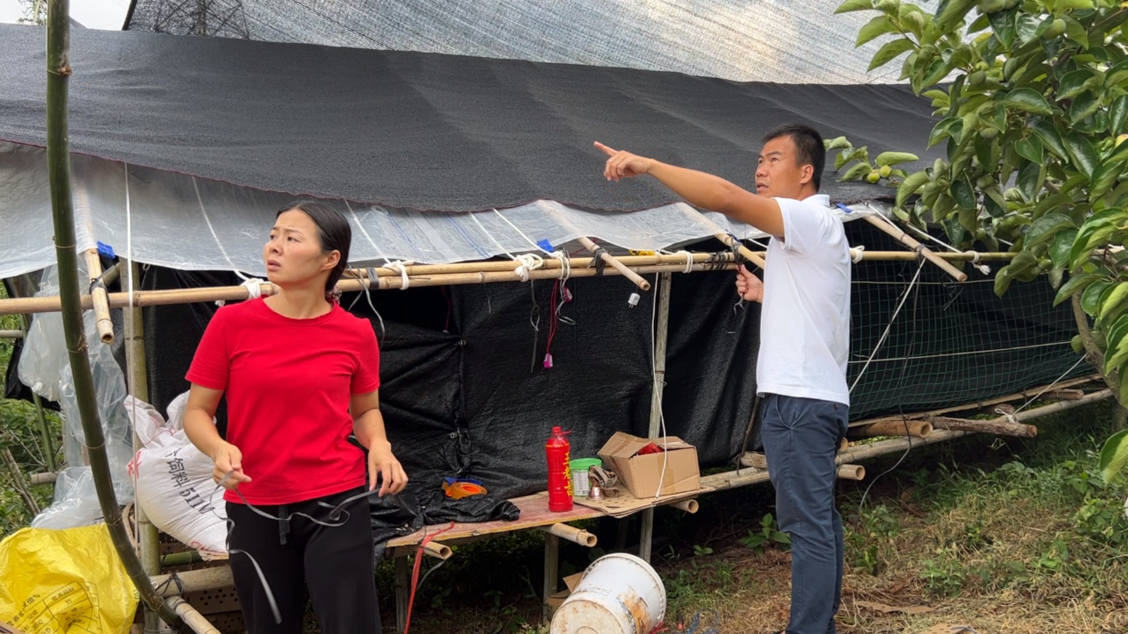 阿金看到情况不对劲,边催促小翠边跑上养鸡场,农村创业真不易