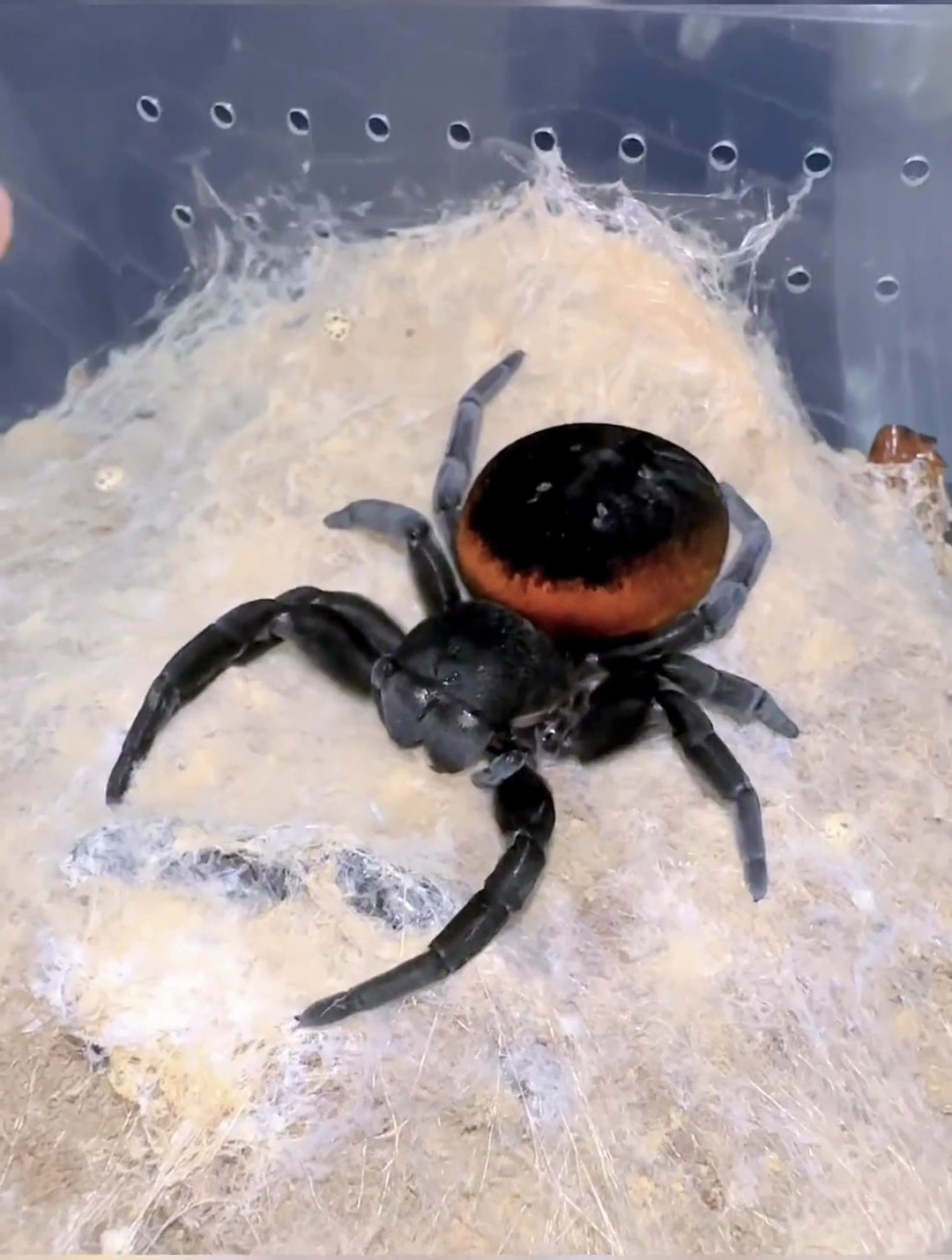 跳跳蛛oo卡尔太阳大体型隆头蛛