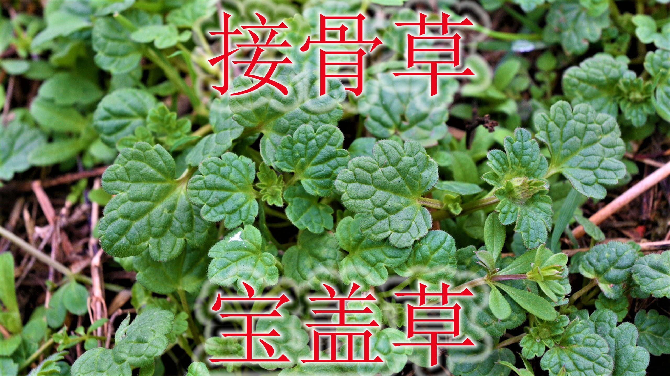 农村田间野菜“宝盖草”,植物别称“接骨草”,农民当害草来除