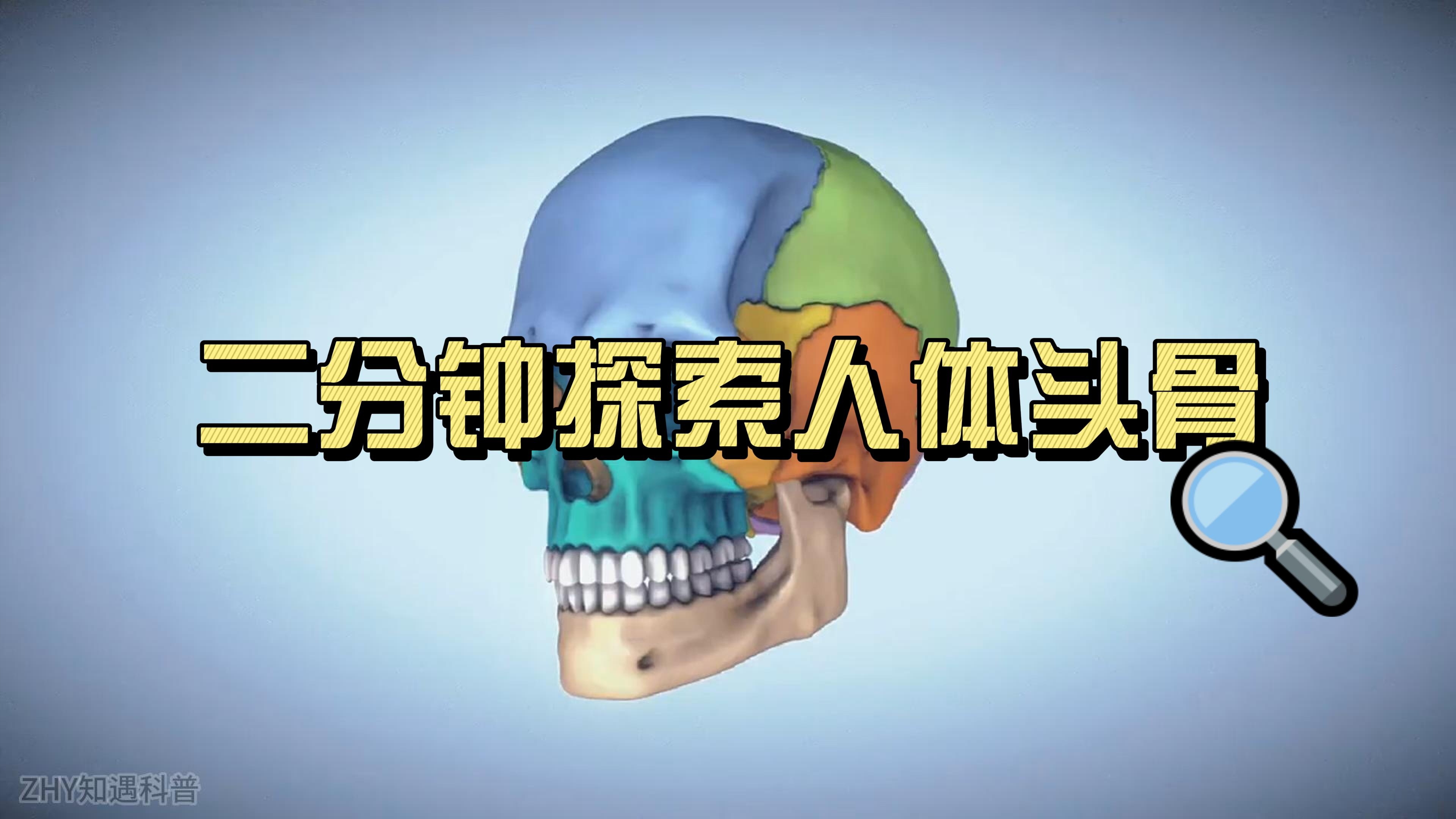 探索人体头骨,揭秘其中的秘密