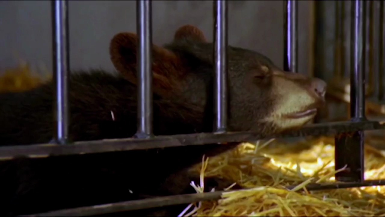 小熊维尼:原来养熊当宠物是真的,小熊绝食等主人归来1