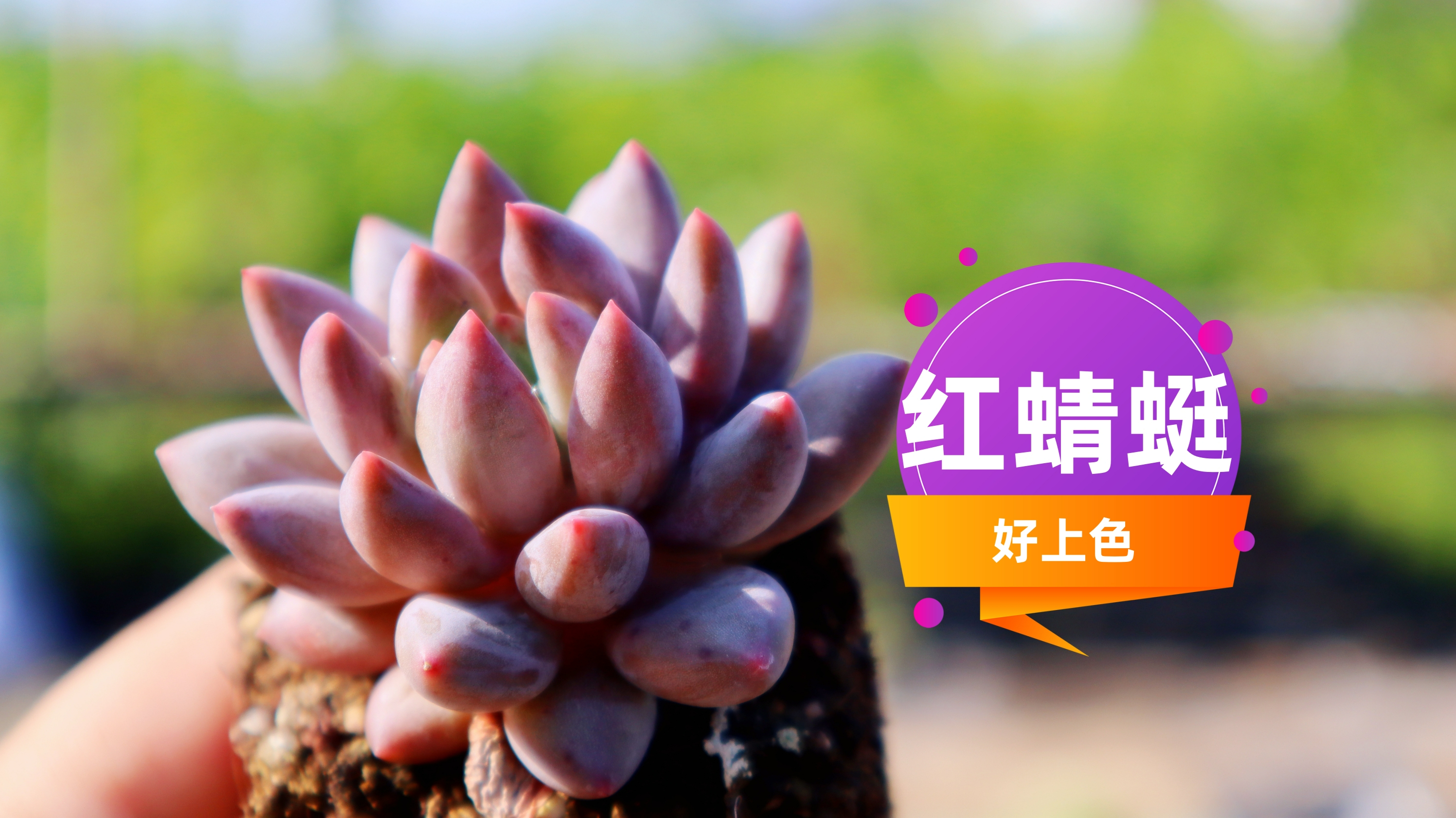 品种推荐07 红蜻蜓 好上色 好养-1 新手进阶