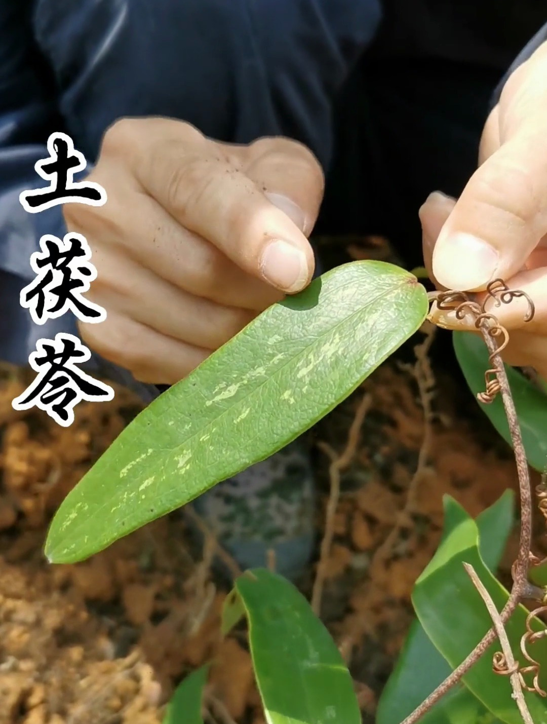 你知道土茯苓長什麼樣嗎?