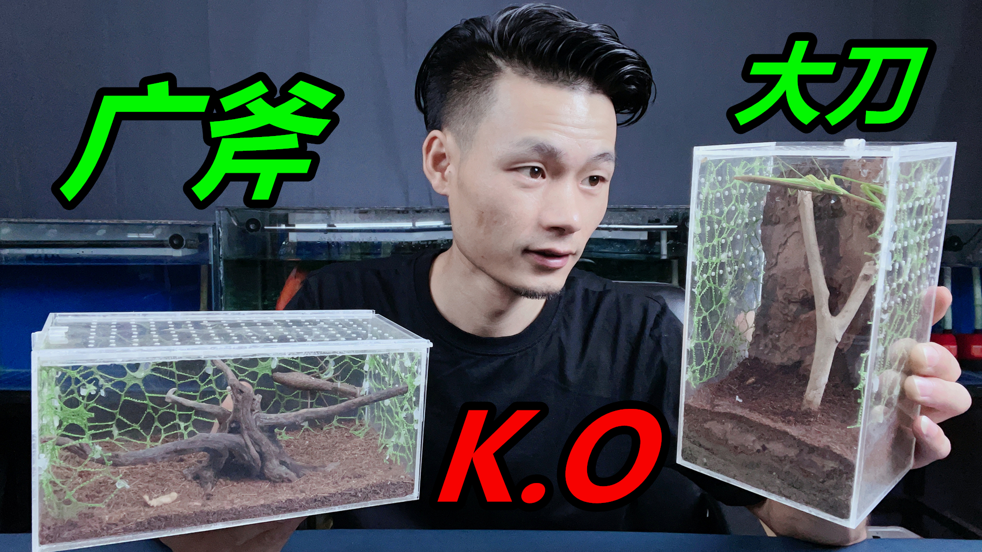 收获一只大刀螳螂，性情凶猛且行动迅速，身形细长比较漂亮