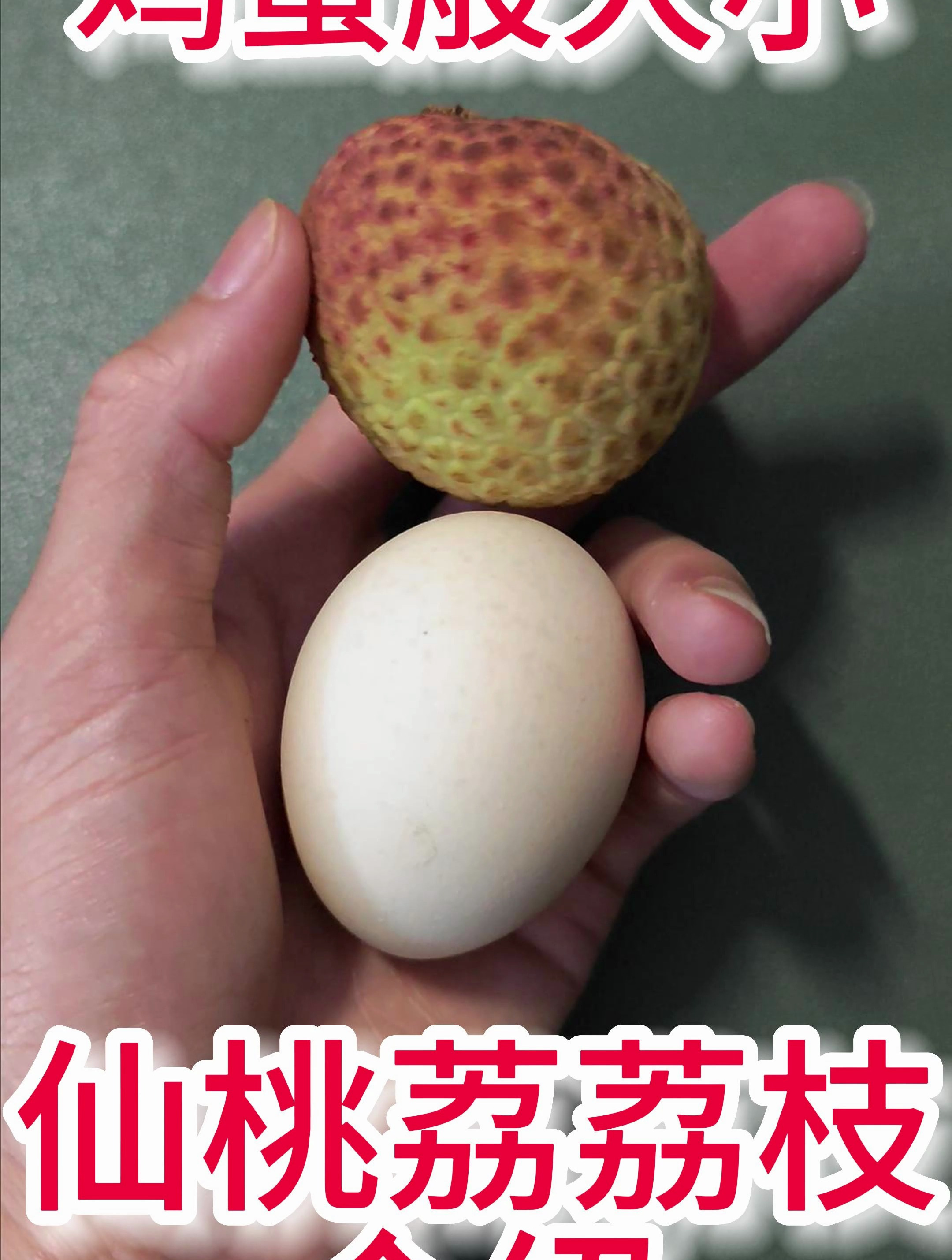 荔枝仙桃荔品种介绍:好吃,果大早熟,嫁接成活率高,单果重80g