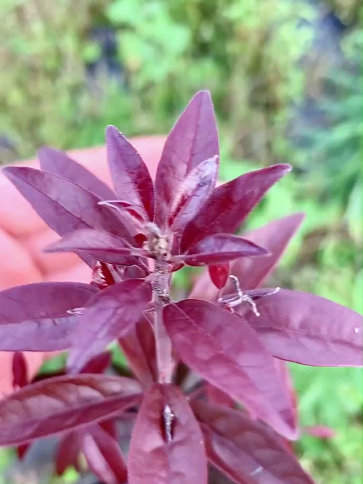 金弹子紫阳金丹嫁接你看我成功了吗?-度小视