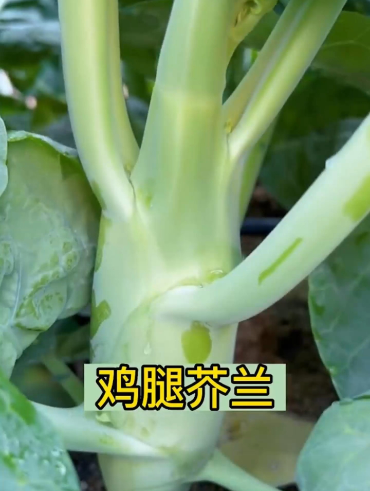 鸡腿芥兰比肉还好吃的蔬菜