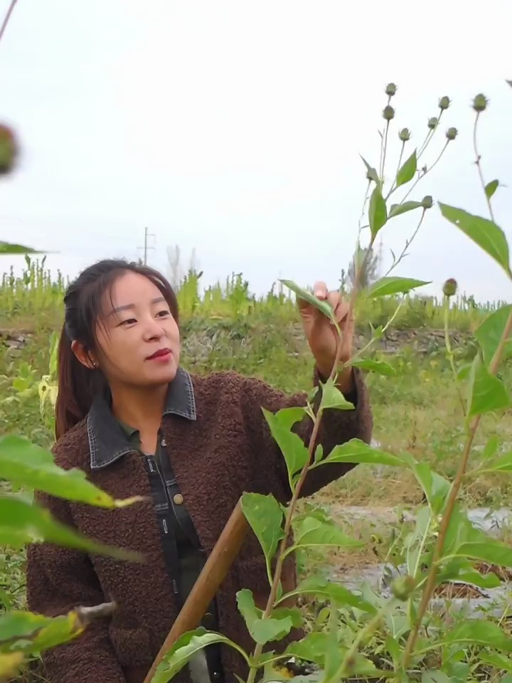 红果菊芋怎么种植图片