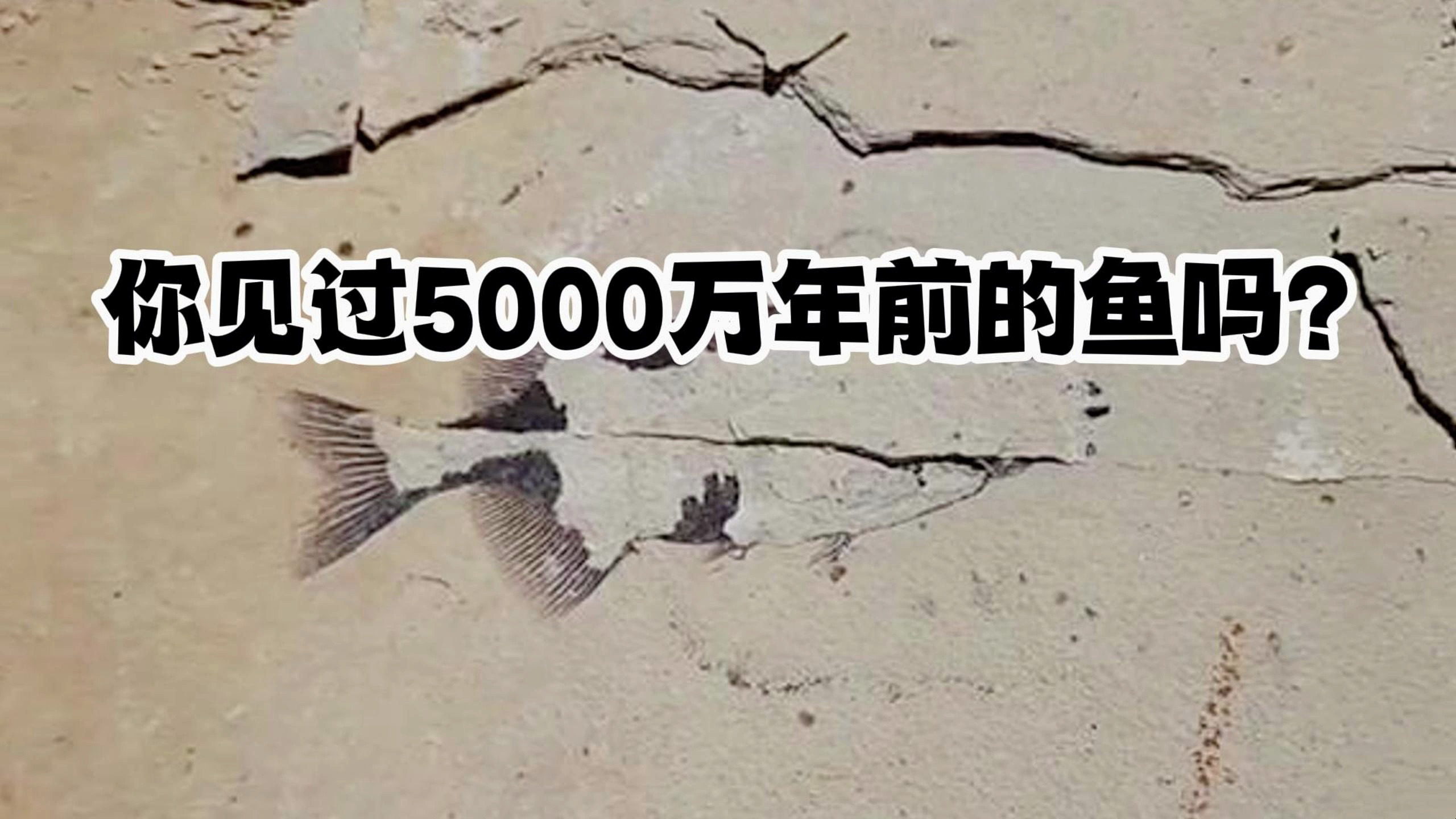发现五千万年前的鱼化石